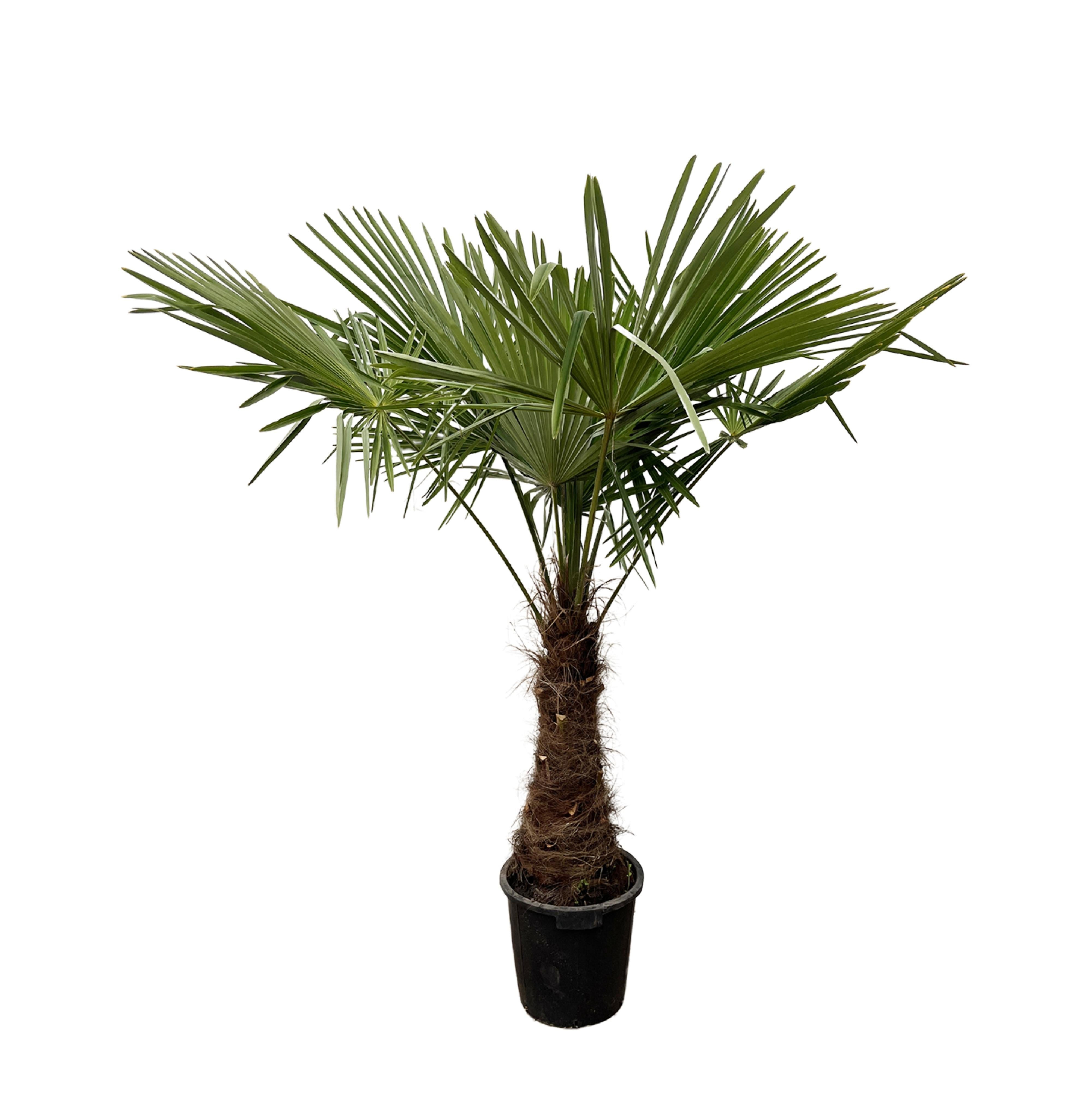 Florora Kübelpflanzen Trachycarpus - Chinesische Hanfpalme - 220 cm – Topf ab Ø40 cm