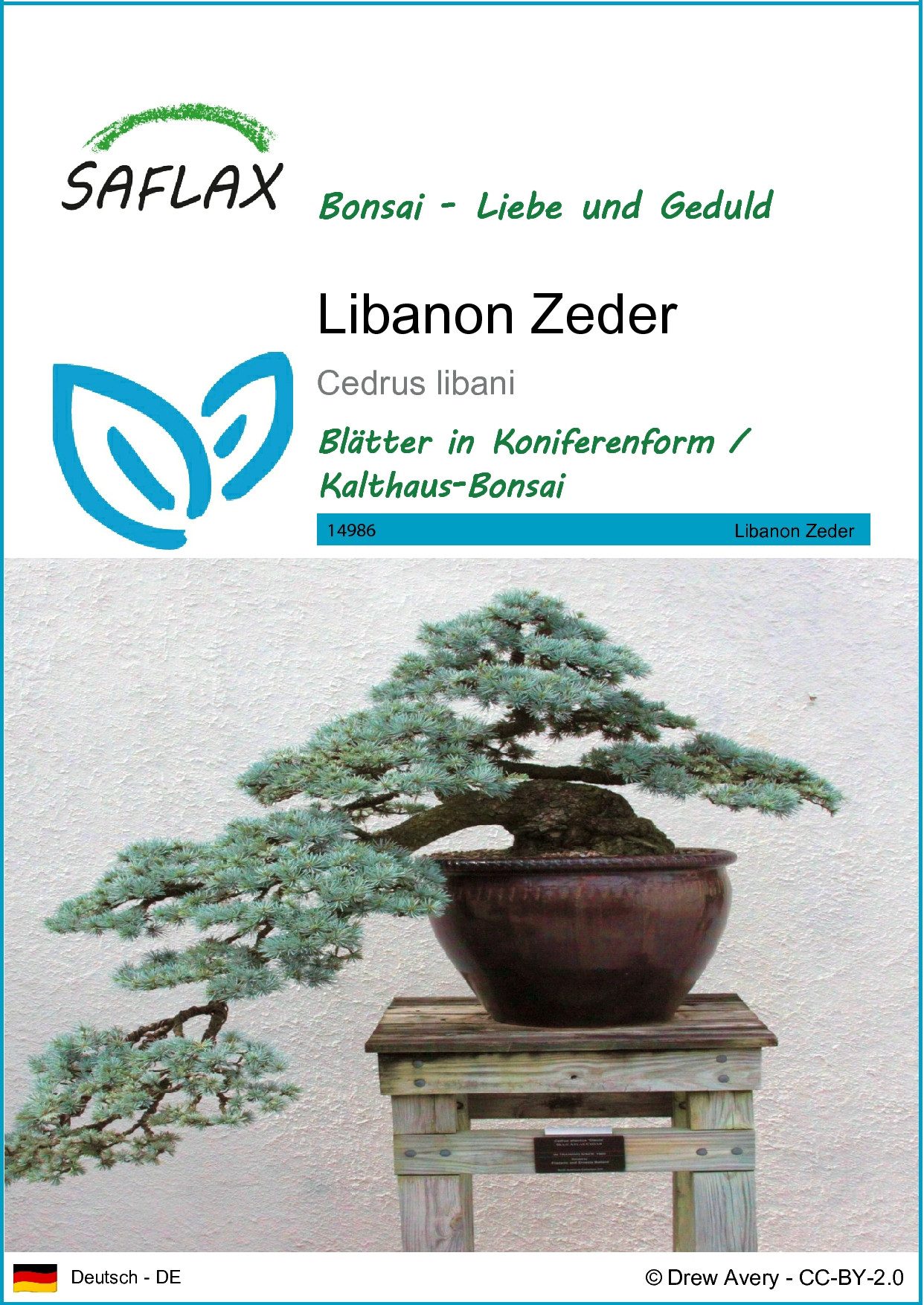 SAFLAX Blumensamen SAFLAX - Samen - Libanon Zeder