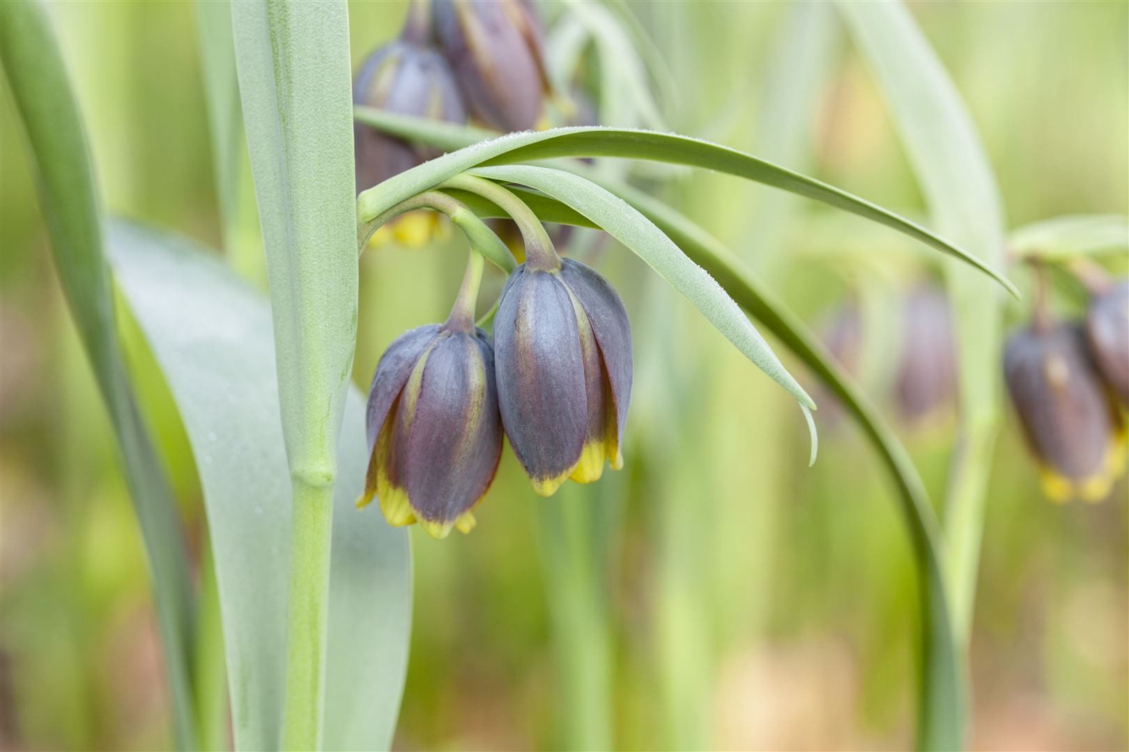 Pflanzen für Dich Staude Fritillaria michailowskyi, 1 St., Michailowsky-Schachblume, Michailowsky-Kaiserkrone