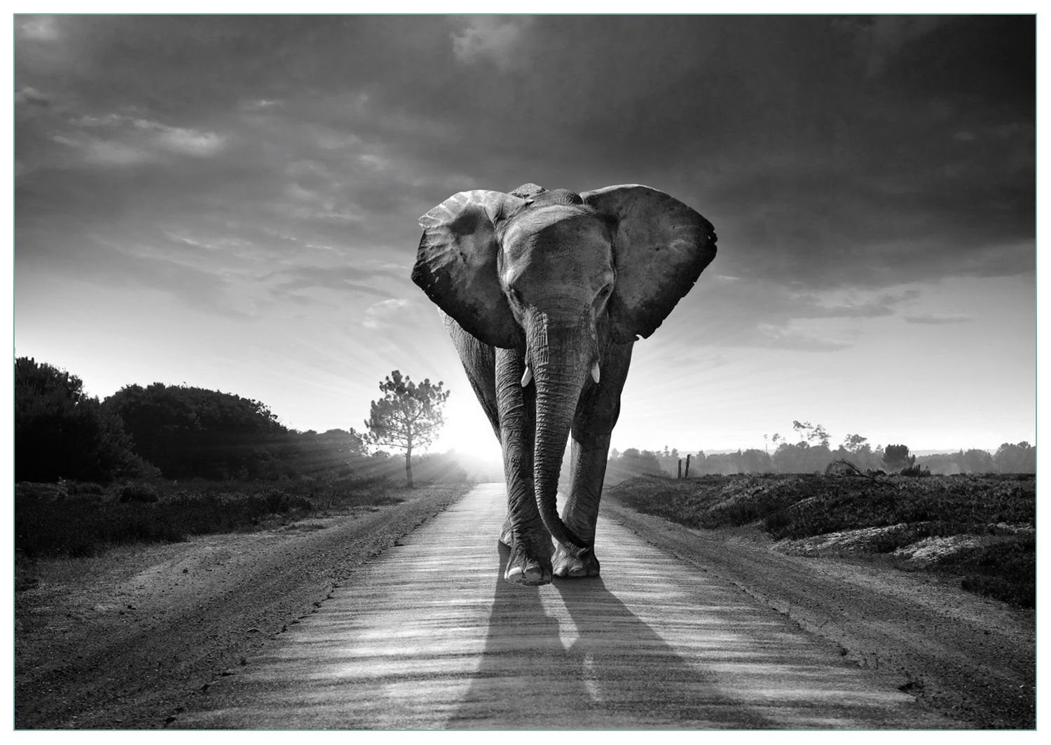 Wallario Glasbild, Elefant bei Sonnenaufgang in Afrika schwarzweiß, in verschiedenen Ausführungen