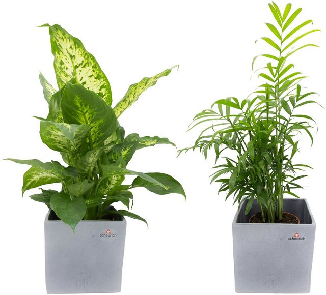 Dominik Zimmerpflanze »Grünpflanzen-Set«, Höhe: 30 cm, 2 Pflanzen in Dekotöpfen-Otto
