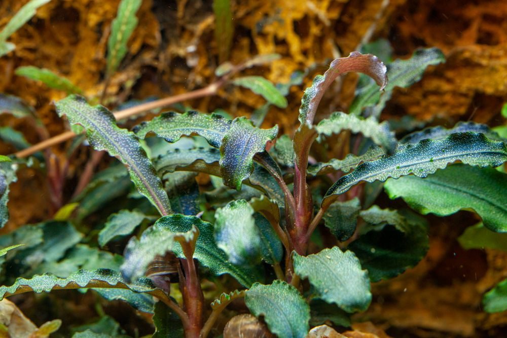 Aquaone Wasserpflanze Aquariumpflanze Bucephalandra 'Kedagang' Nr.139B