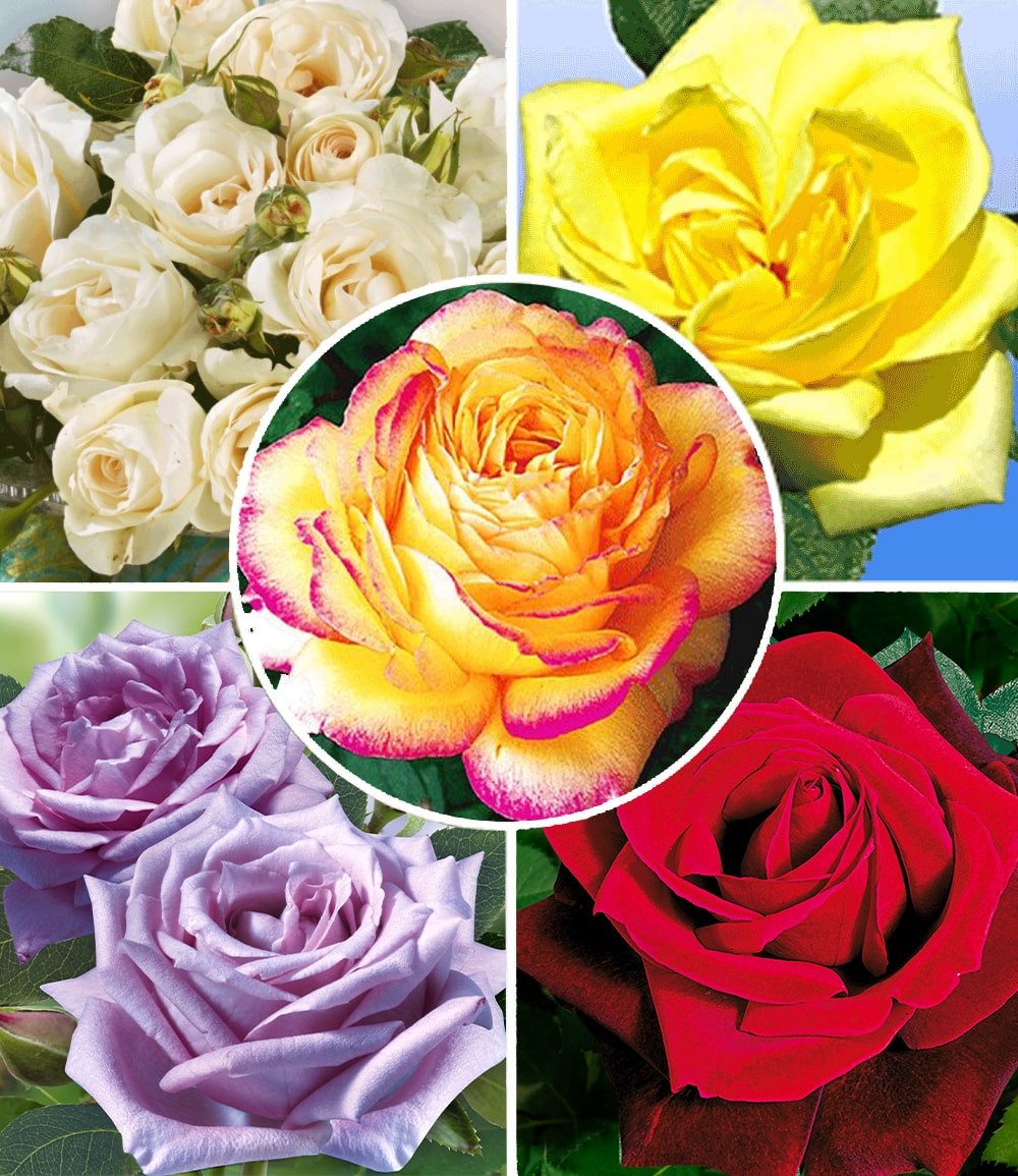 BALDUR Garten Rose Kollektion 'Parfum-Rosen', 5 St., Teehybride, winterhart, mehrjährig