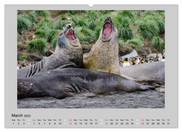 CALVENDO Wandkalender Antarctica Wildlife / UK-Version (Premium-Calendar 2023 DIN A2 Landscape)