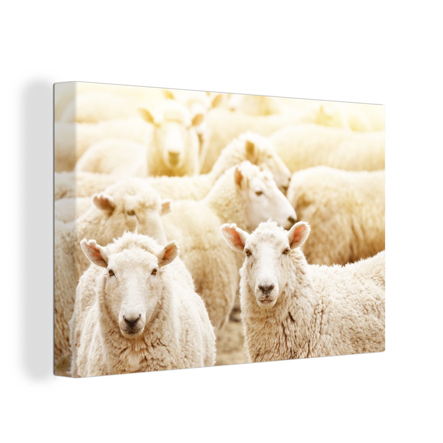 OneMillionCanvasses® Leinwandbild Schafe - Wolle - Weiß, (1 St), Wandbild Leinwandbilder, Aufhängefertig, Wanddeko, 30x20 cm