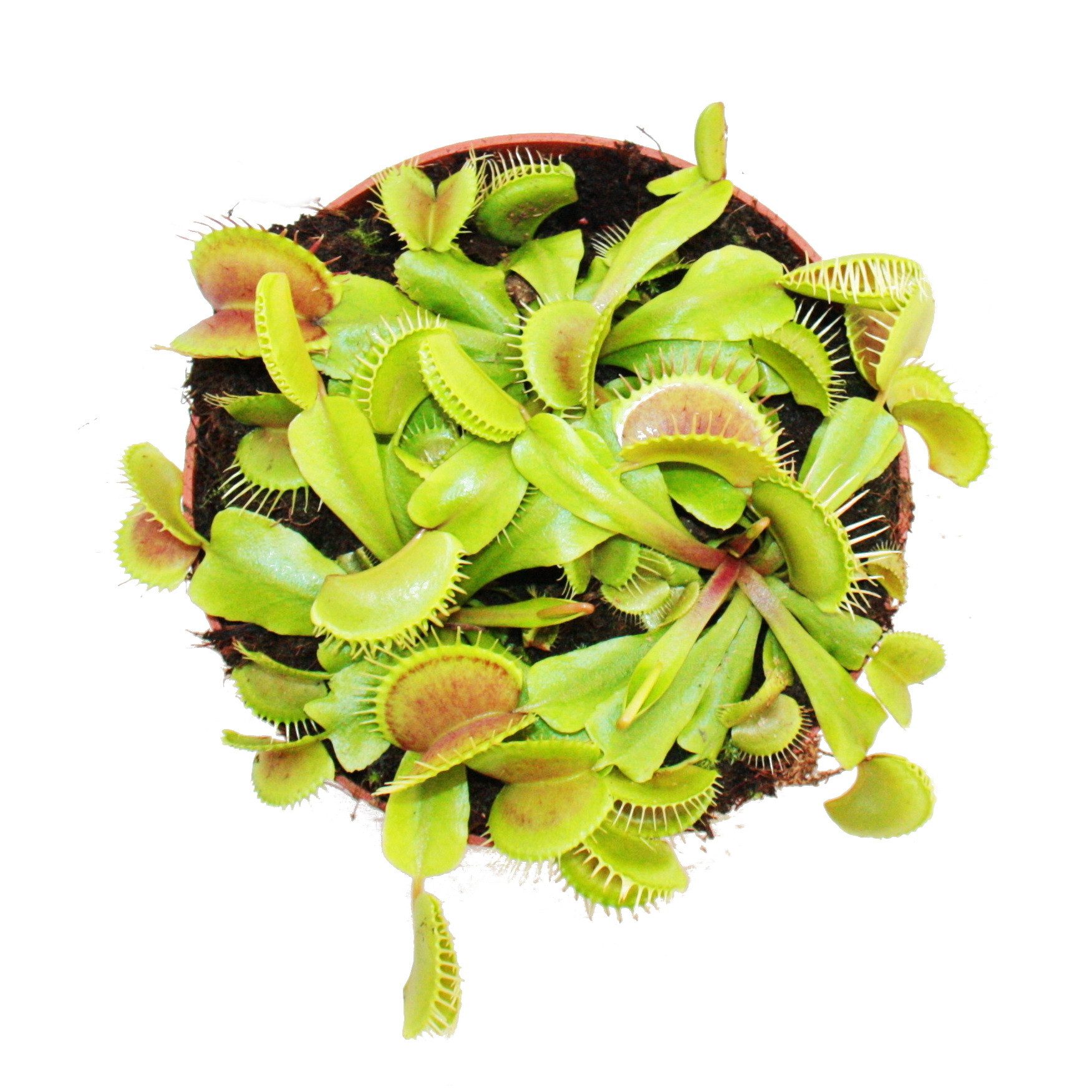 Exotenherz Zimmerpflanze Venusfliegenfalle - Dionaea muscipula -12cm Topf