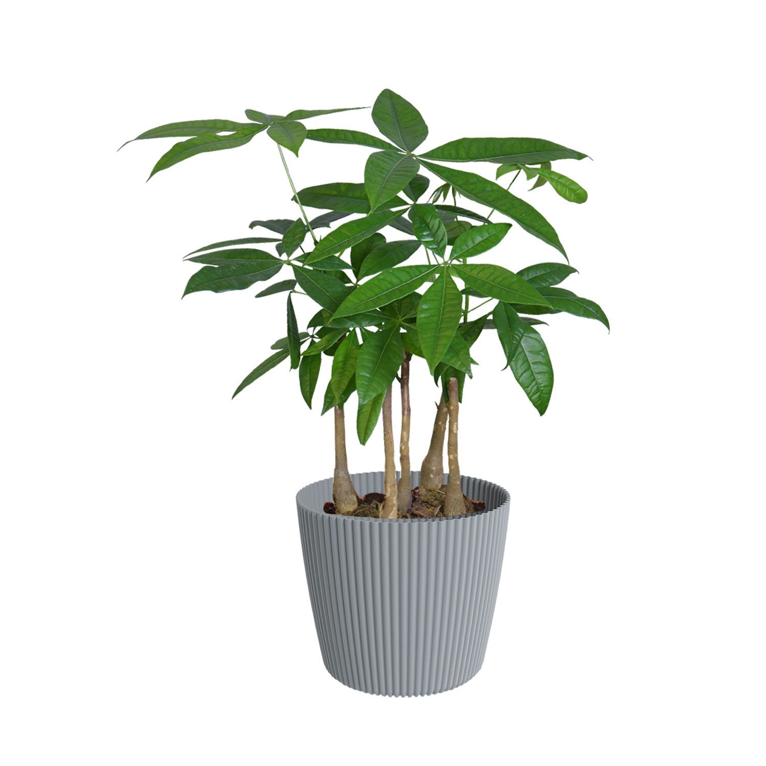 Green Me Up Zimmerpflanze Glückskastanie mit mehreren Stämmen, im 16–17 cm Topf, 50–60 cm hoch, pflegeleicht & ungiftig, ideal für Wohnzimmer, Büro & Katzenhaushalte