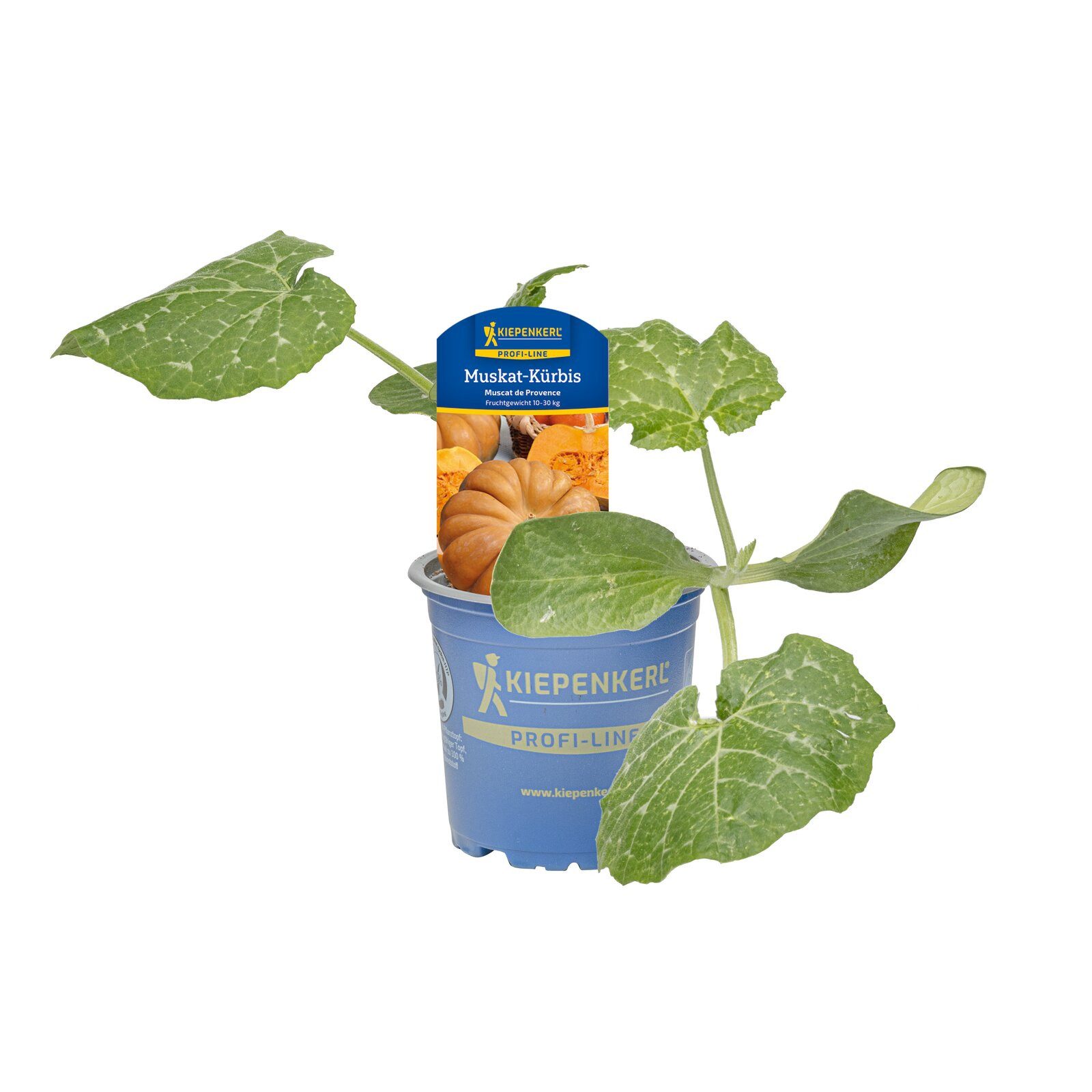Pflanzen für Dich Gemüsepflanze Muskat-Kürbis Muscat de Provence 10,5cm Topf