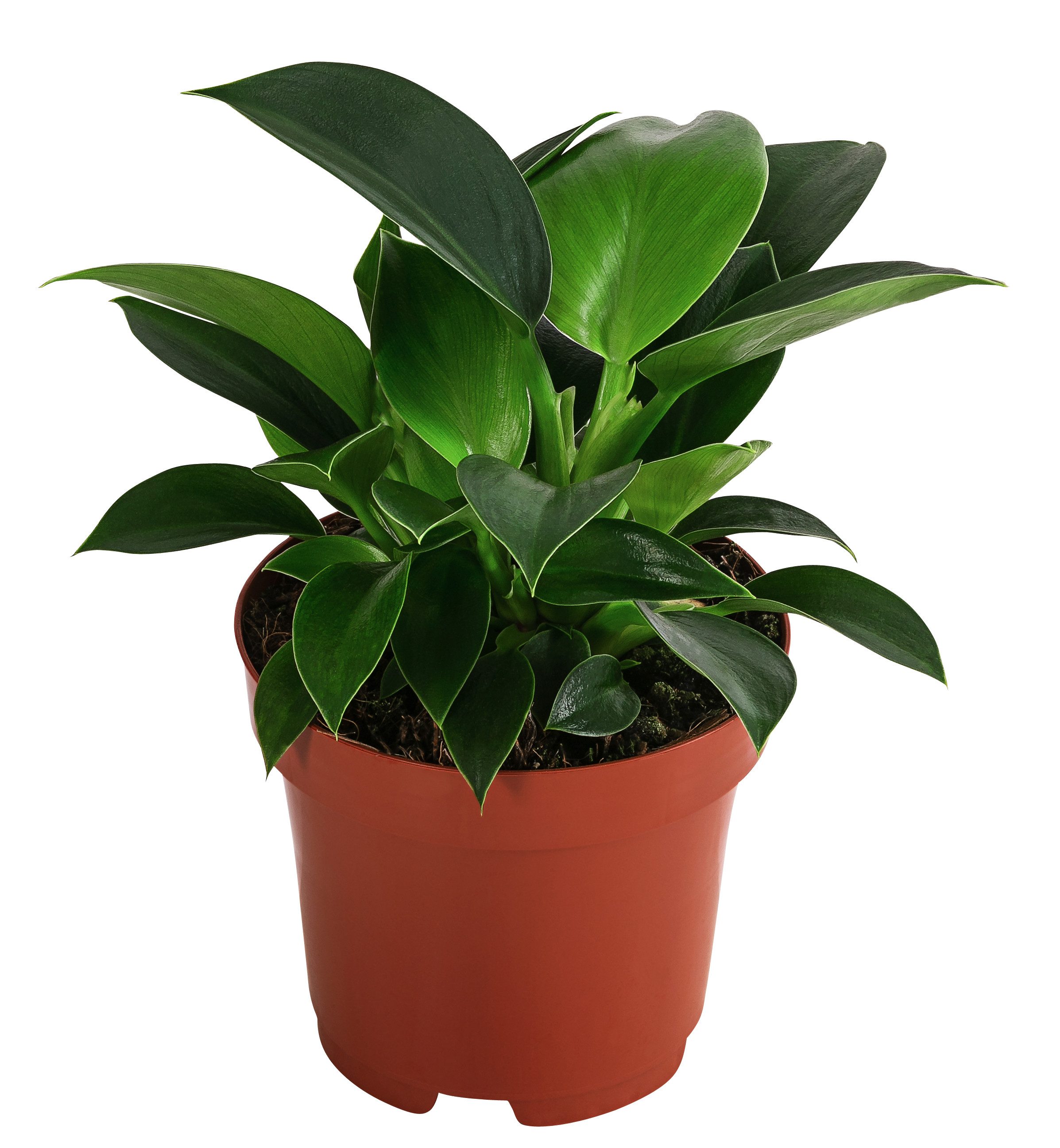 Dehner Zimmerpflanze Baumfreund, Philodendron Green Princess, 15-20 cm, Ø Topf 12 cm, viele kleine, sattgrün glänzende Blätter, pflegeleicht