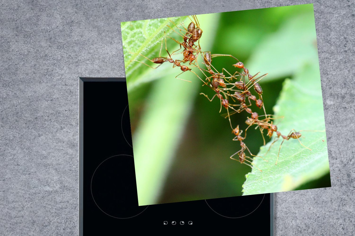 MuchoWow Herdblende-/Abdeckplatte Ameisen - (1 Vinyl, Insekten 78x78 küche Blätter, - Ceranfeldabdeckung, cm, tlg), für Arbeitsplatte