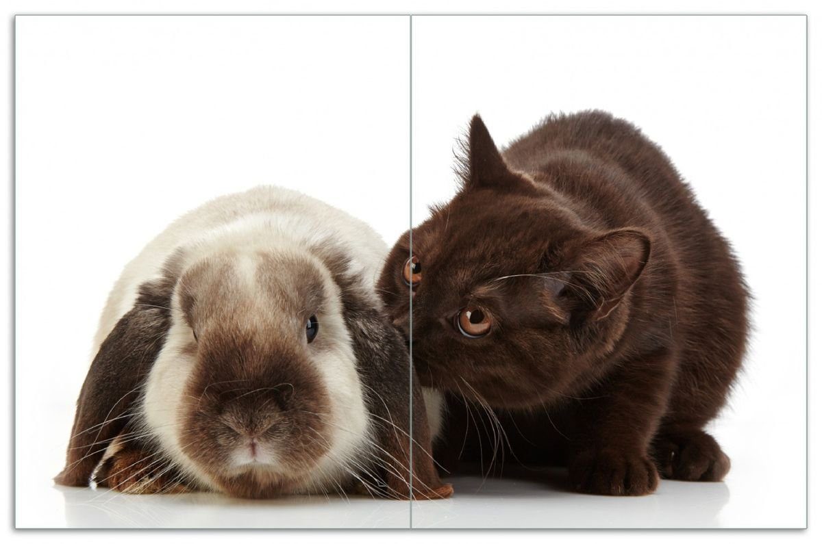 Wallario Herd-Abdeckplatte Katze und Kaninchen vor weißem Hintergrund, ESG-Sicherheitsglas, (Glasplatte, 2 tlg., inkl. 5mm Noppen), verschiedene Größen