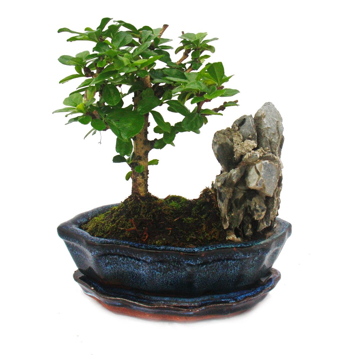 Exotenherz Zimmerpflanze Bonsai Fukientee – Carmona microphylla – Felslandschaft – ca. 6 Jahre