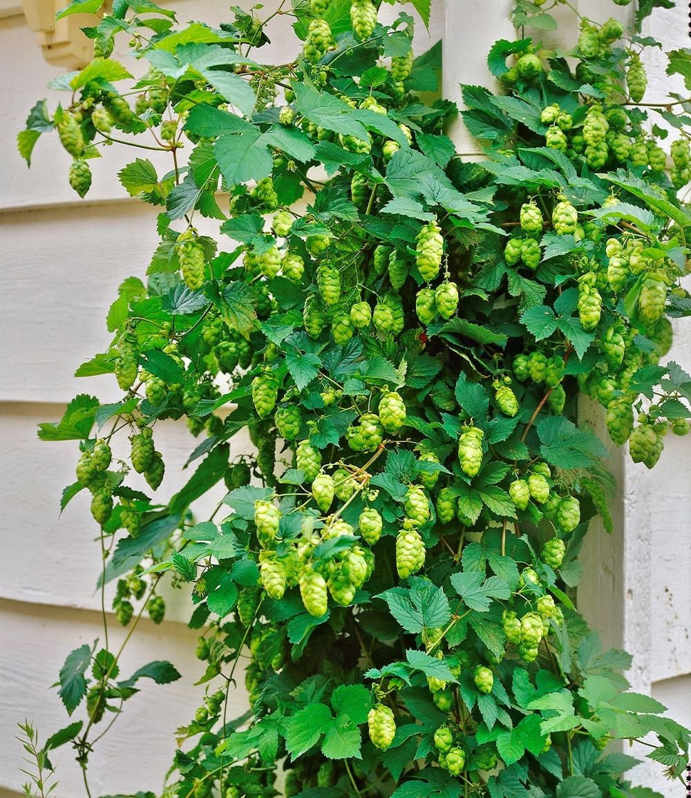BALDUR Garten Kletterpflanze Hopfen im 1,5-Liter Containertopf, 1 St., Hellgrünrankhilfe,winterhart, mehrjährig,duftend – Bild 2 von 2