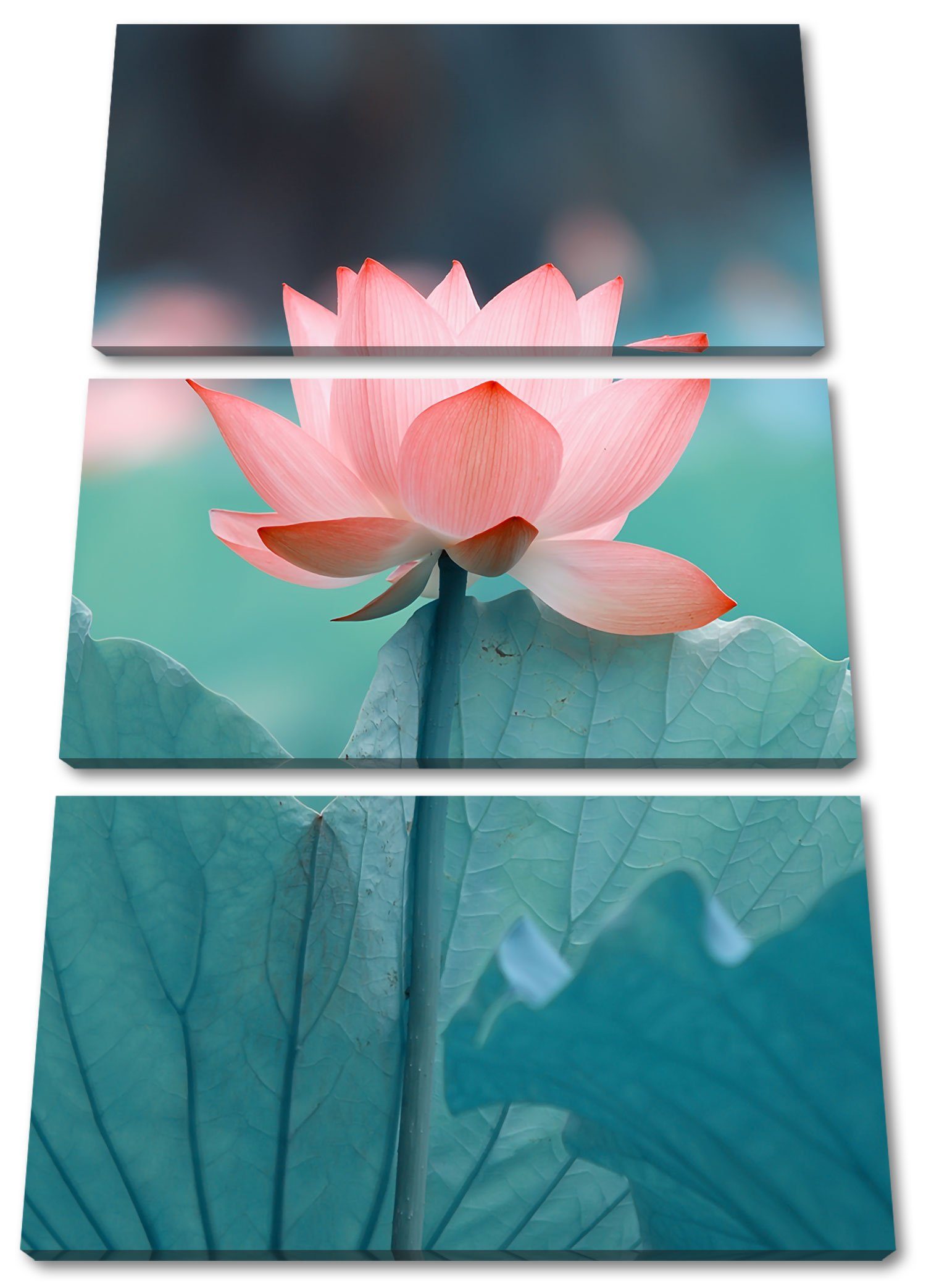 Pixxprint Leinwandbild Zarte rosafarbener Lotus, Zarte rosafarbener Lotus 3Teiler (120x80cm) (1 St), Leinwandbild fertig bespannt, inkl. Zackenaufhänger