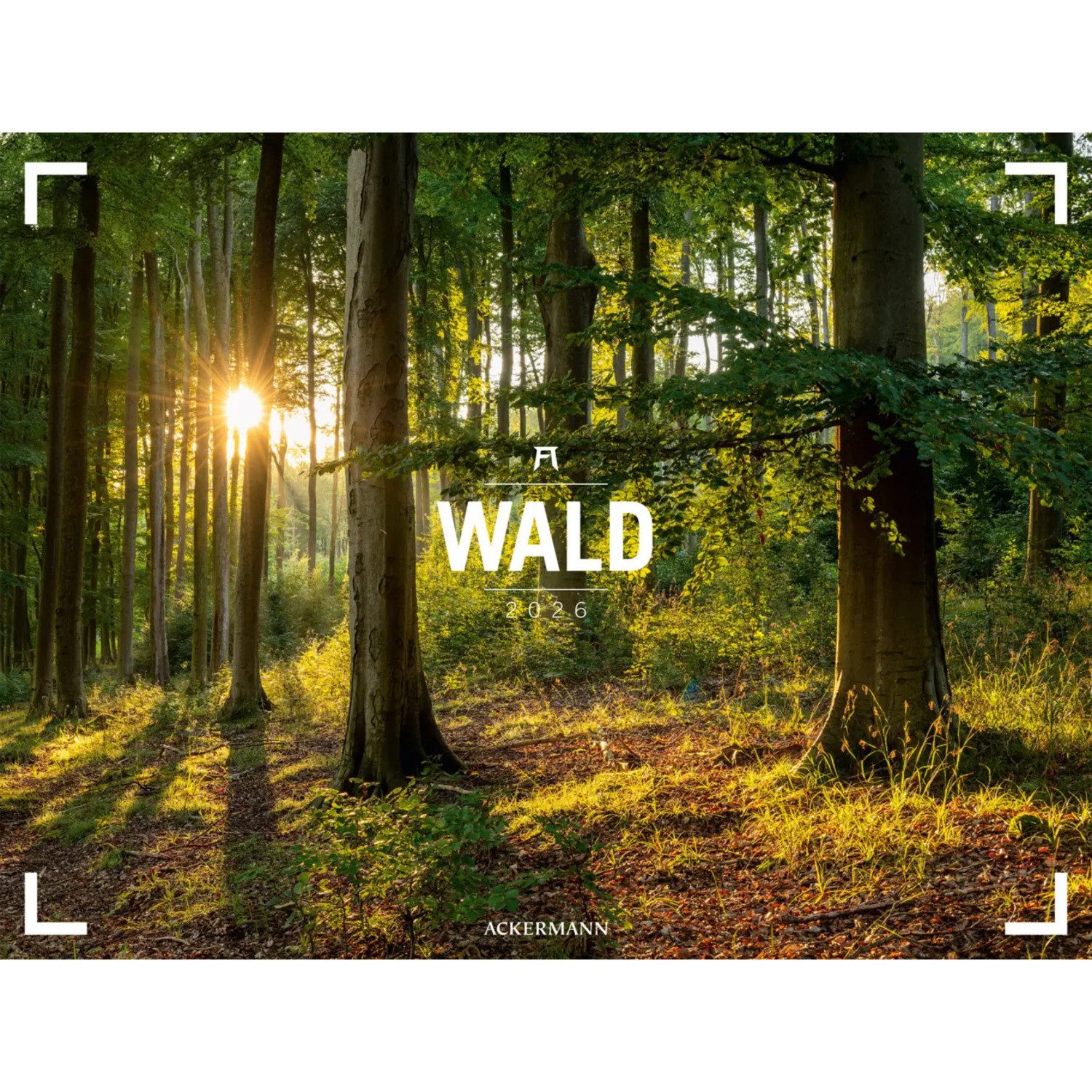 Ackermann Wandkalender Wald Gallery Kalender 2026