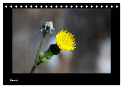 CALVENDO Wandkalender Blumen (Tischkalender 2024 DIN A5 quer), CALVENDO Monatskalender