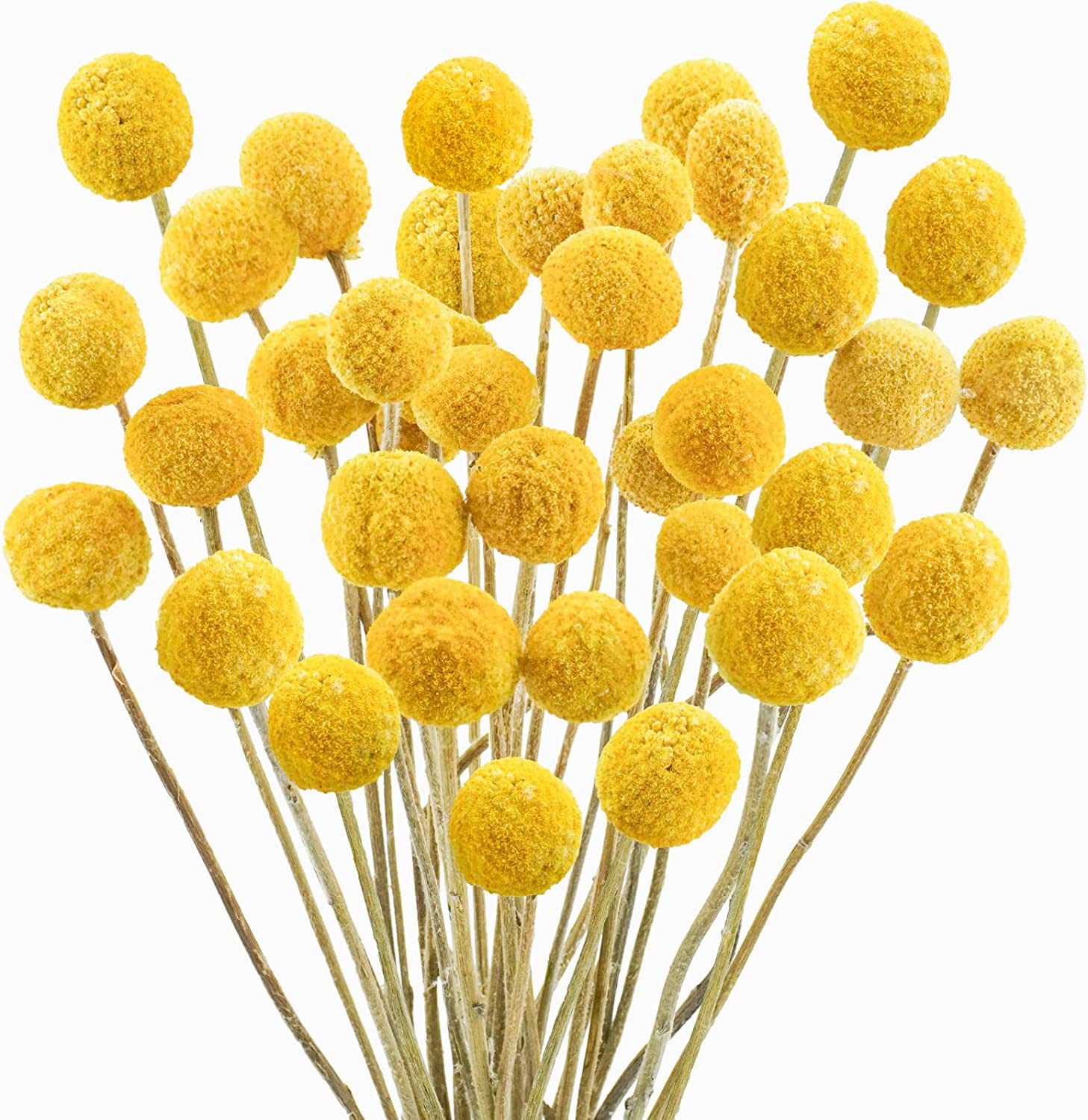 Trockenblume Pampasgras Getrocknete Craspedia Globosa 30 günstig online kaufen