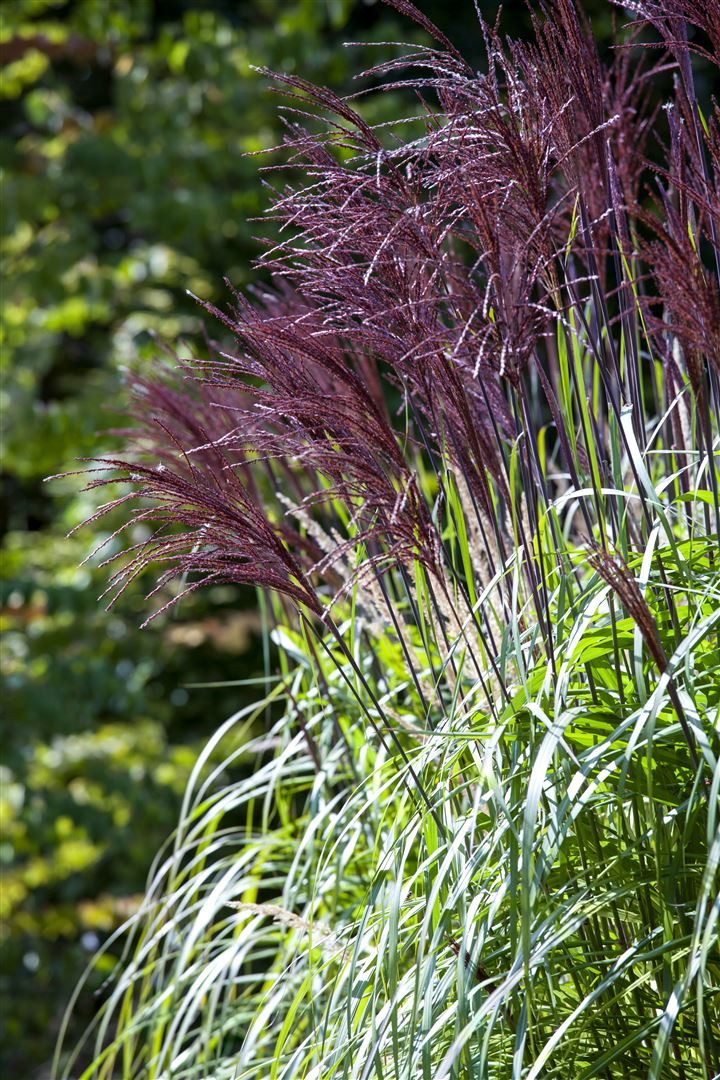 Pflanzen für Dich Травы Miscanthus sinensis Rotfeder, 1 St., Chinaschilf, Zebragras, rote Halme, winterhart