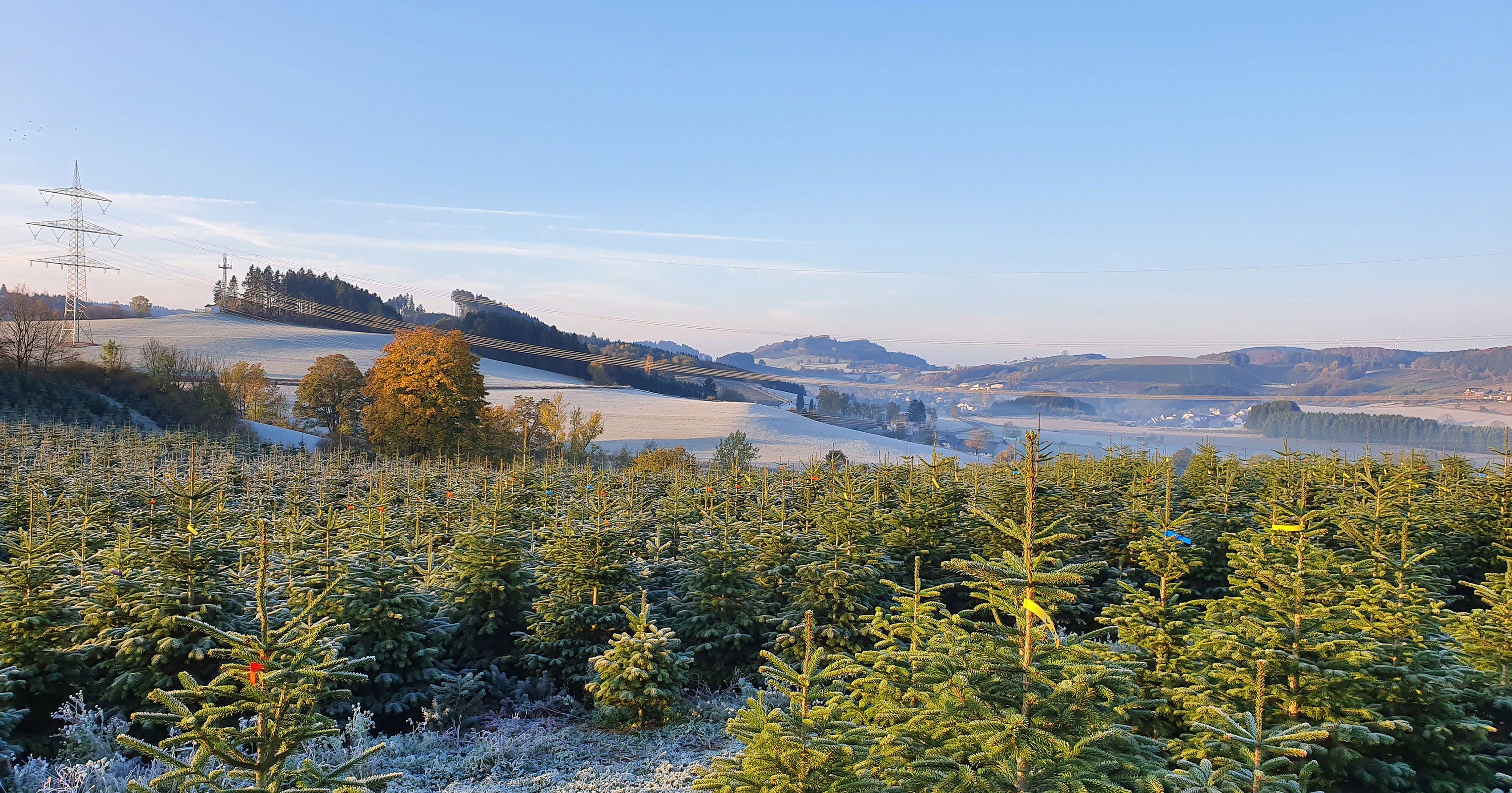 Weihnachtsbaumland Echter auf Höhe 120 Nordmanntanne Holzkreuz cm Nordmanntanne, Weihnachtsdeko, montiert, bis ca. 100 Weihnachtsbaum
