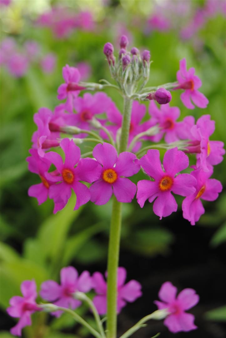Pflanzen für Dich Staude Primula beesiana, 1 St., Beesian-Primel, Orchideenprimel