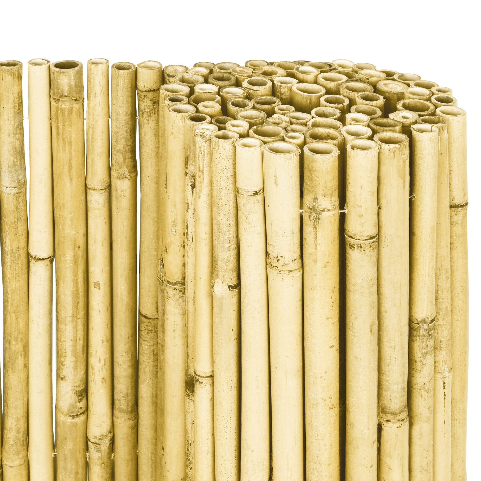 Sol Royal Sichtschutzzaunmatten Hell Glänzend Premium Bambus Sichtschutz 80 hoch SolVision B99, Bambusrohre Ø2-3cm Witterungsbeständig Bambuszaun