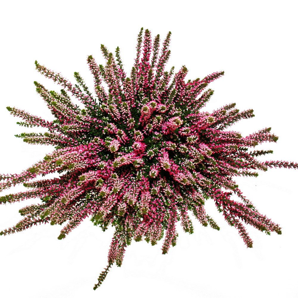 Exotenherz Beetpflanze Calluna vulgaris 3er Set Besenheide Heidepflanze winterhart 11cm Topf – Bild 2 von 3