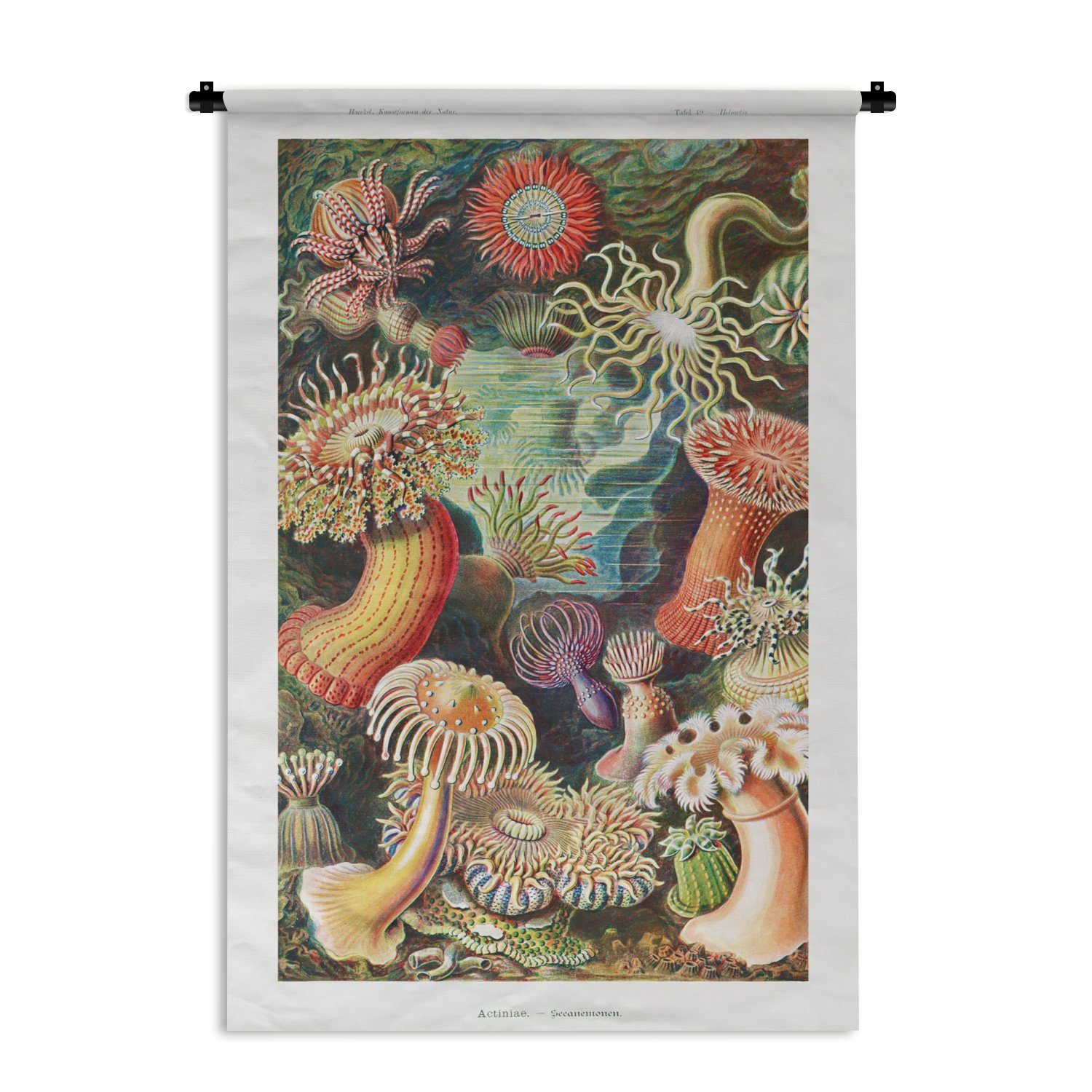 Schlafzimmer, Kinderzimmer - Haeckel - Wanddeko Retro Wandbehang, Natur Anemone Kleid, - MuchoWow Wohnzimmer, - Ernst für Wanddekoobjekt Pflanzen Meer, -