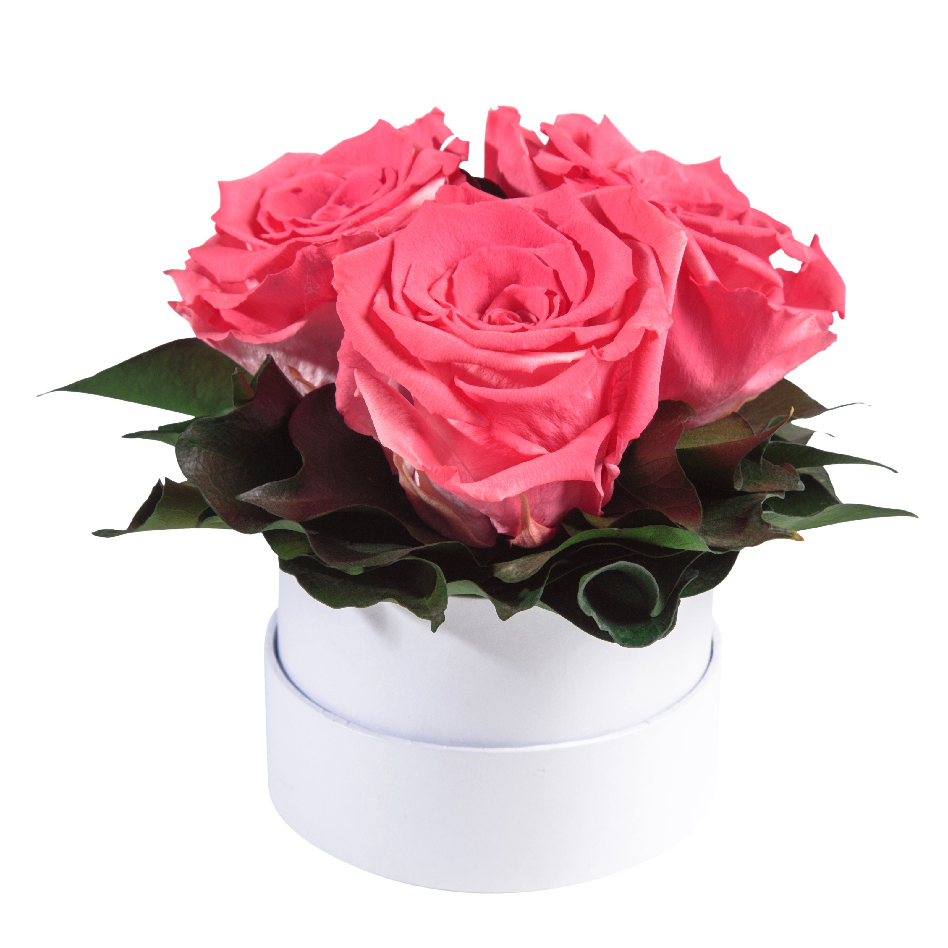 Geschenk Sie 10 SCHULZ konserviert Rosenbox Rosen rund Heidelberg, cm, weiß 3 Höhe Kunstblume ROSEMARIE Rosen Rose, echte Korall Infinity für