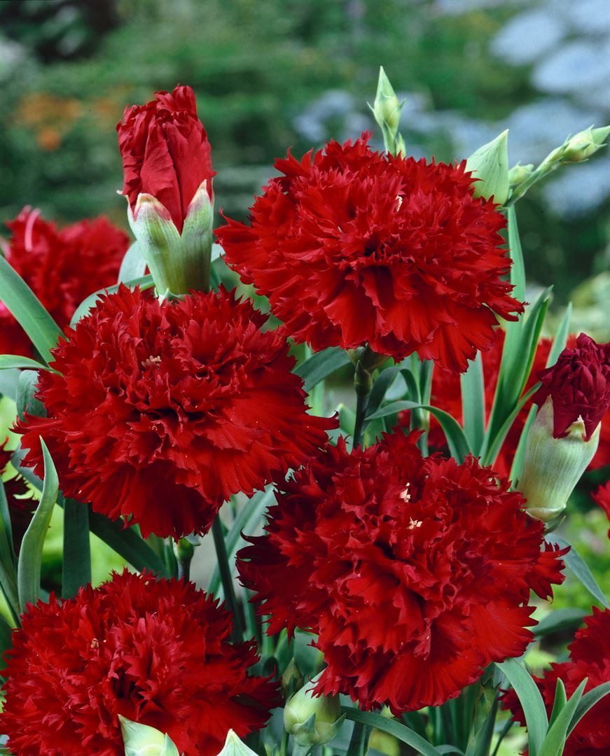 Pflanzen für Dich Staude Dianthus grat. Rubin, 1 St., Heide-Nelke, Pfingst-Nelke
