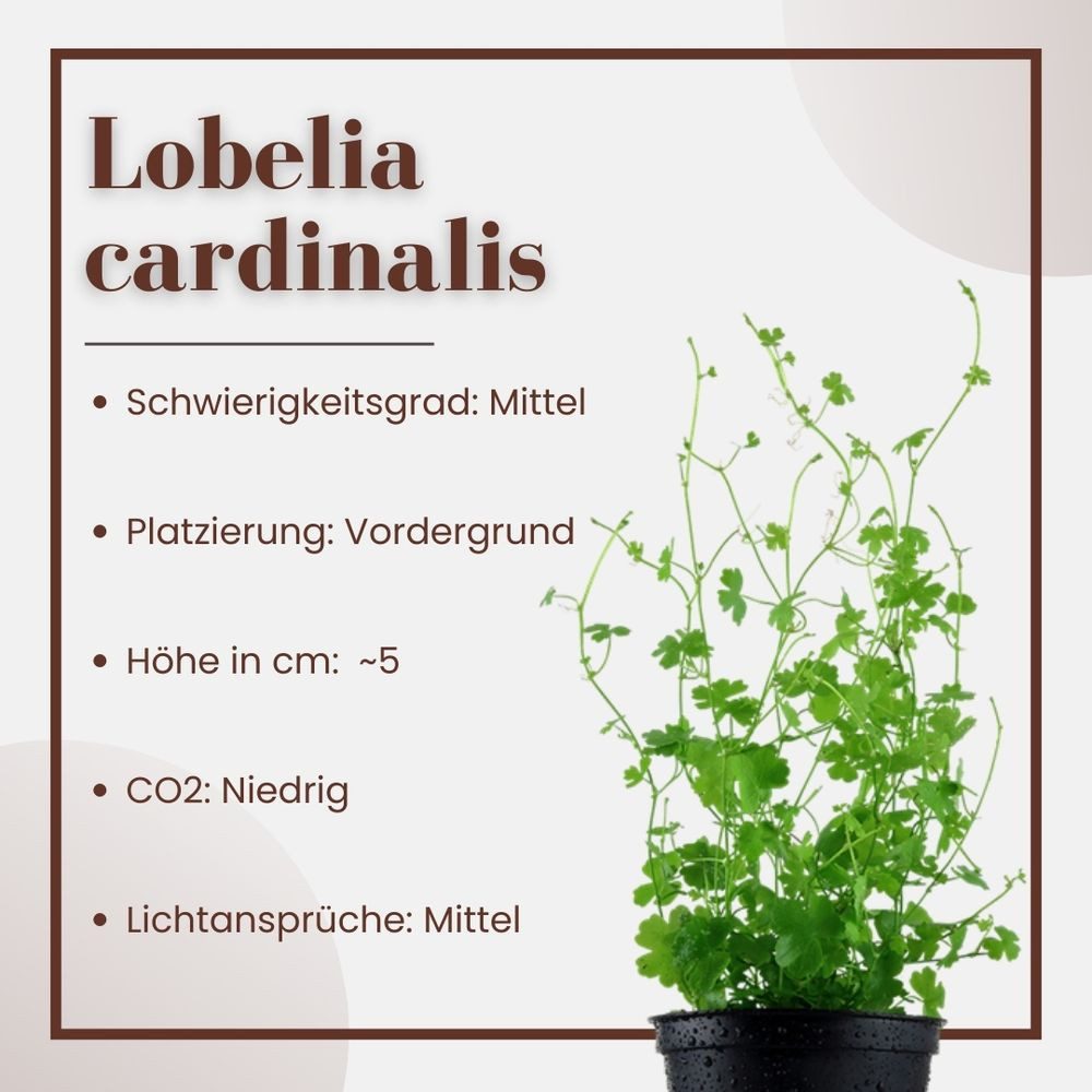 Aquaone Wasserpflanze Aquarium Pflanze Hydrocotyle tripartita Nr.339B günstig online kaufen