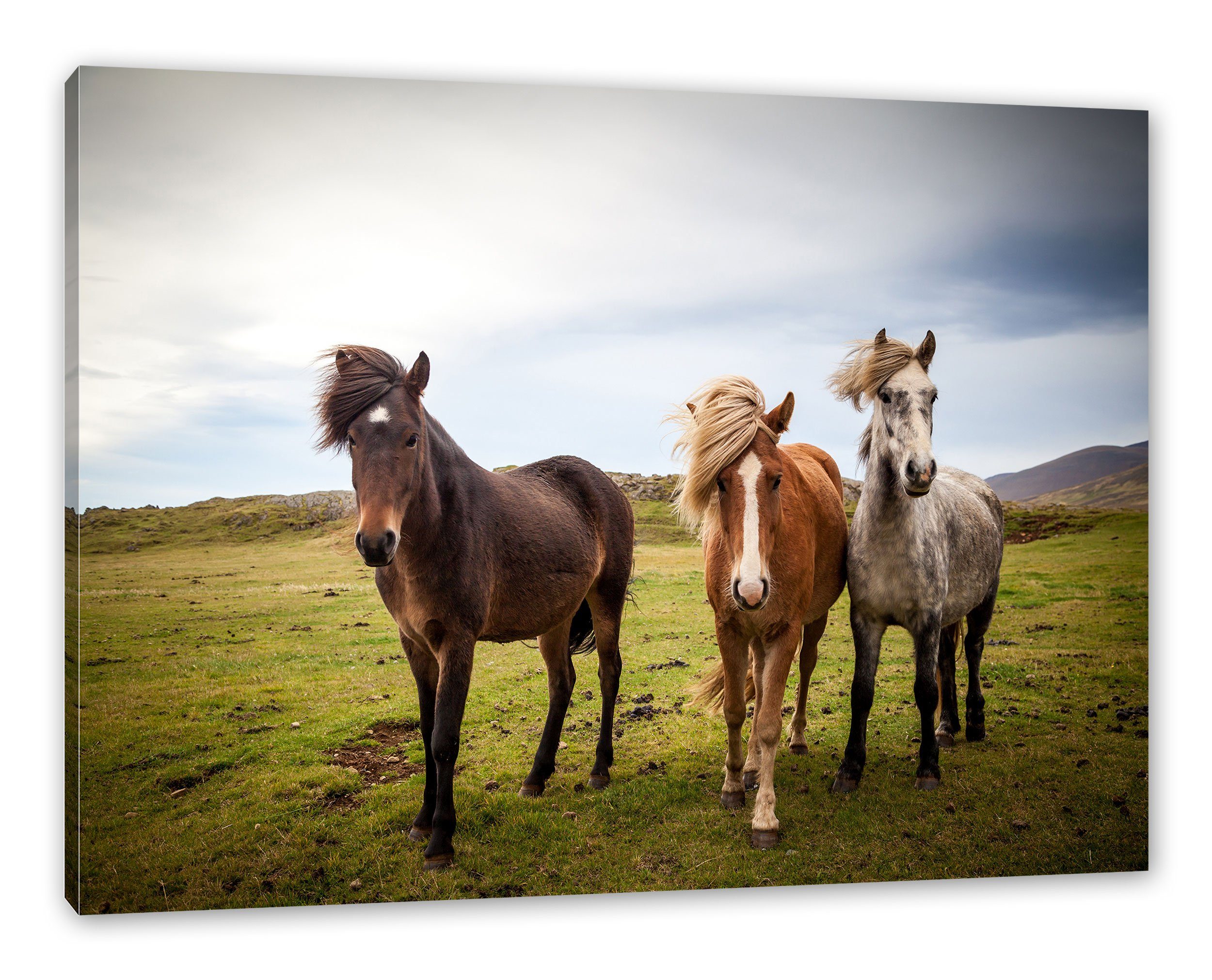Pixxprint Leinwandbild Drei wilde Islandpferde, Drei wilde Islandpferde (1 St), Leinwandbild fertig bespannt, inkl. Zackenaufhänger | Leinwandbilder