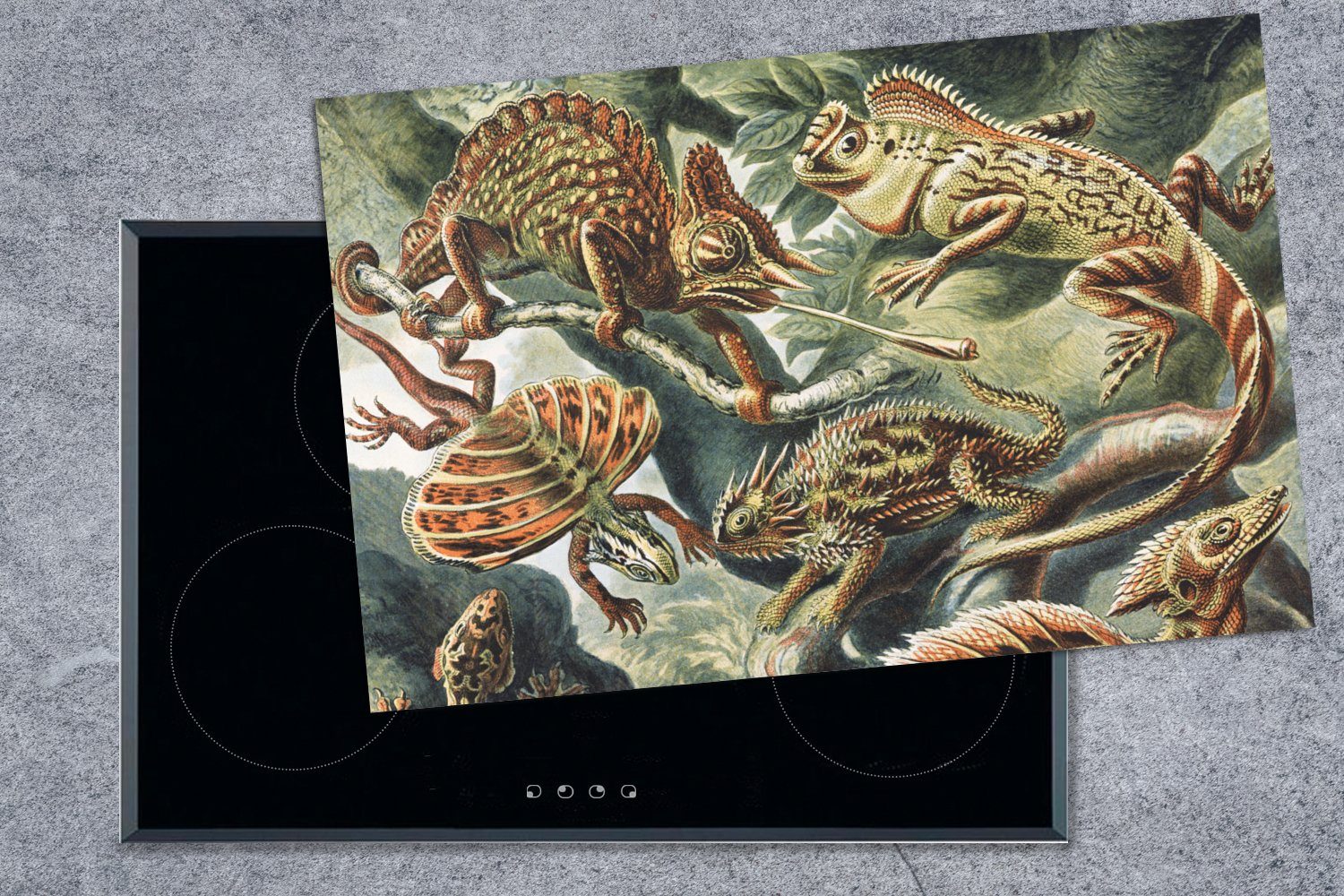 Ceranfeldabdeckung Vinyl, tlg), Tiere, Herdblende-/Abdeckplatte Kunst - küche, MuchoWow 80x52 Salamander Induktionskochfeld Jahrgang - Ernst - (1 Haeckel für cm, - Schutz die