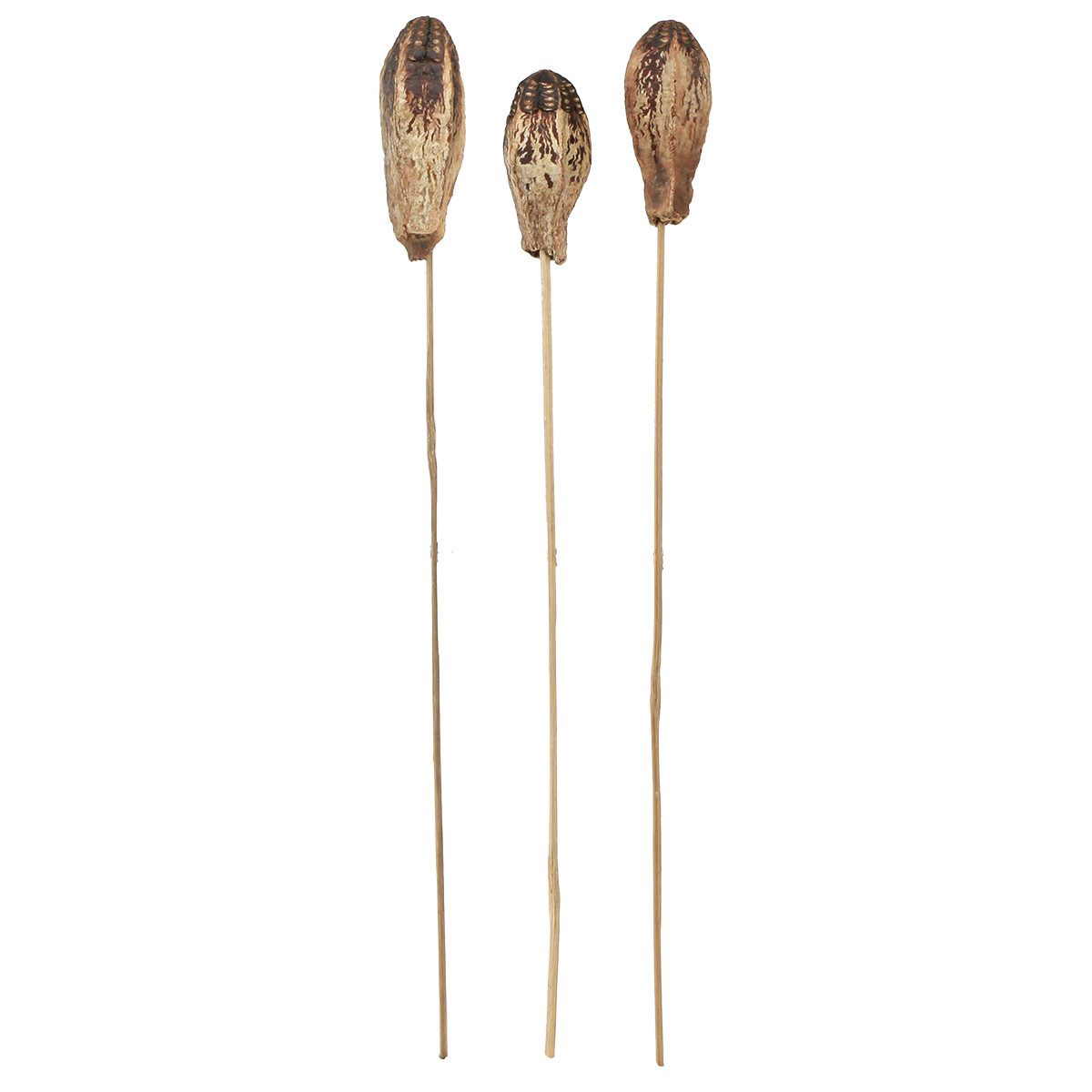 Trockenblume Mahagoni Pods Schoten Naturdeko 45cm 50 Stück, Viana, Höhe 9 cm