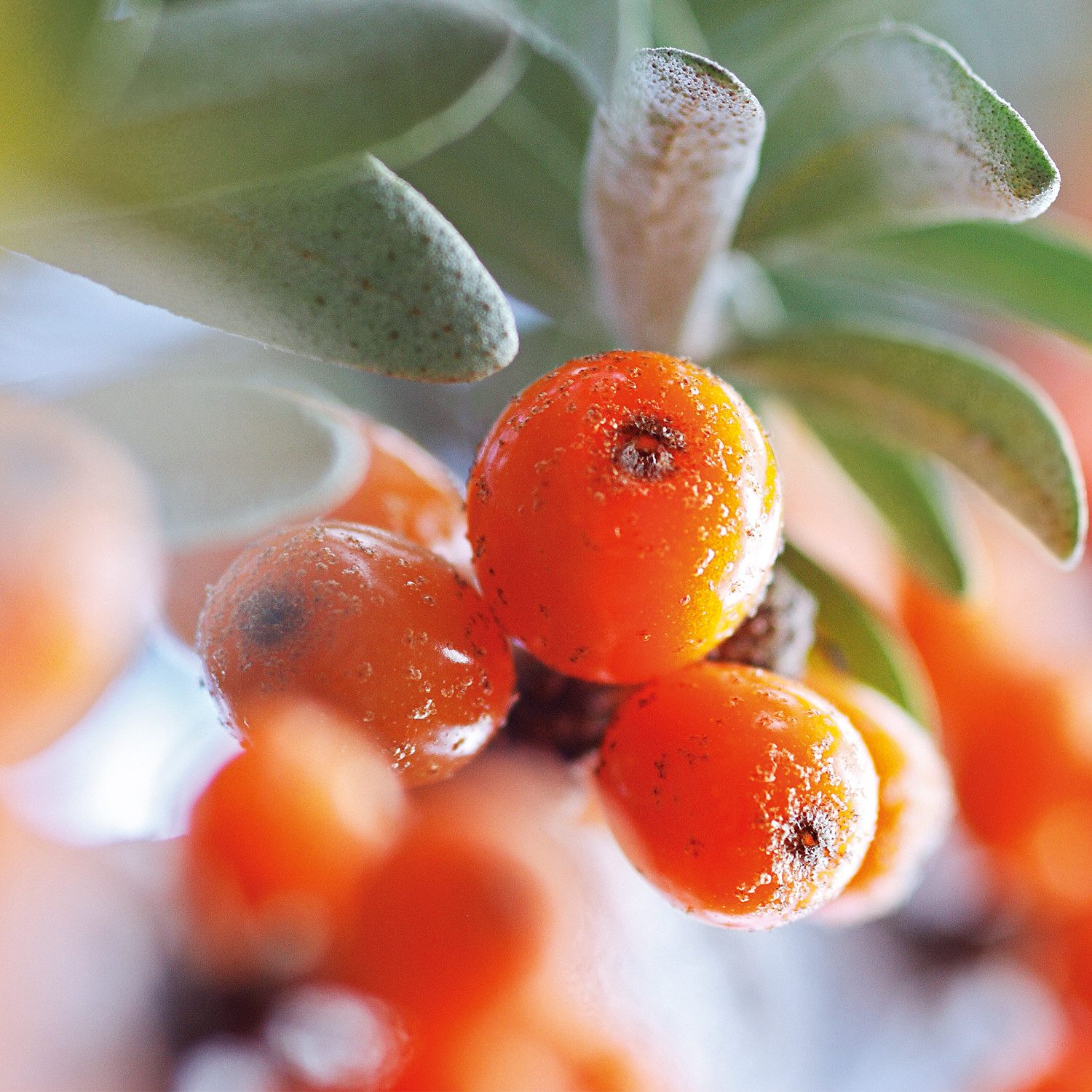 WELEDA Körperöl VITALISIERENDES PFLEGE-ÖL SANDDORN, pflegt trockene Haut intensiv, bringt spürbare Glätte der Haut