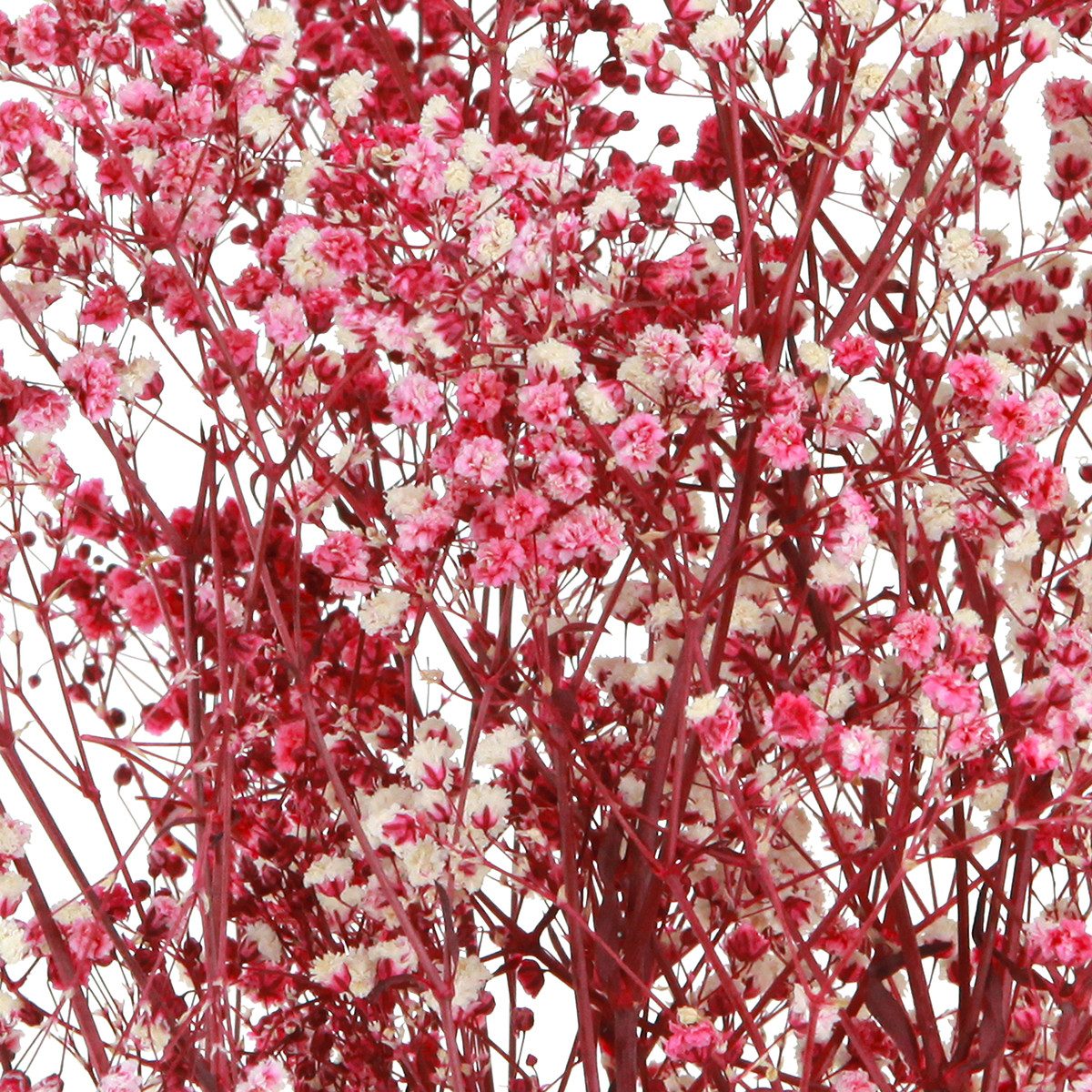 Trockenblume Rispiges Gipskraut Schleierkraut Berry Deko günstig online kaufen