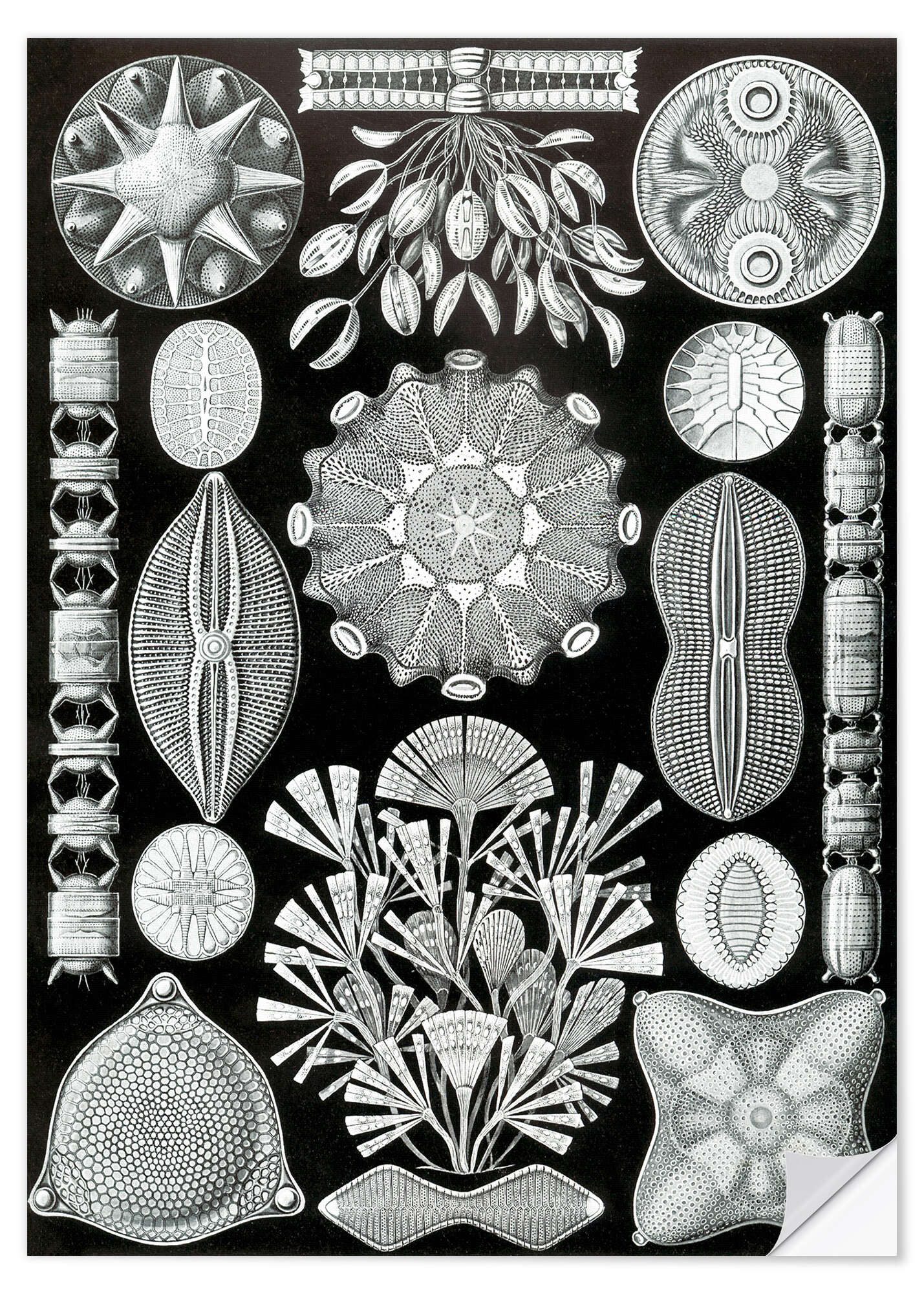 Posterlounge Wandfolie Ernst Haeckel, Kieselalgen, Diatomea (Kunstformen der Natur, 1899), Malerei