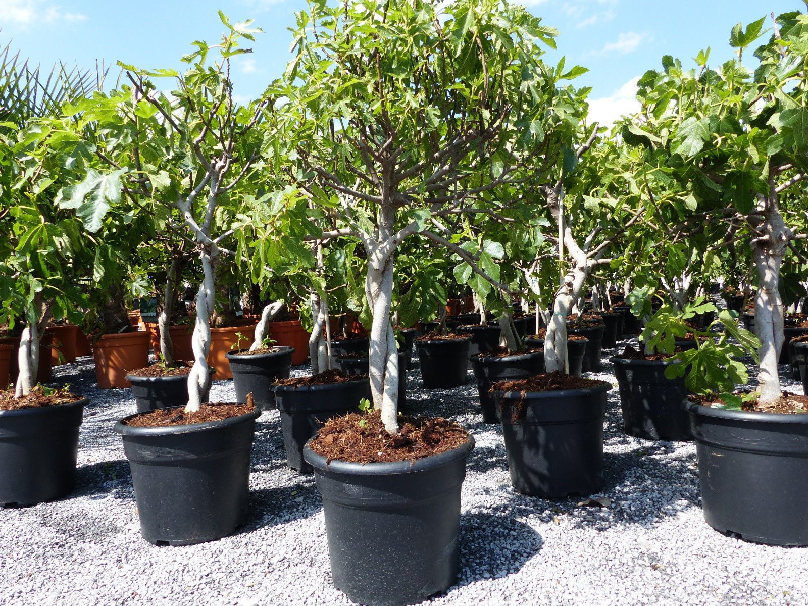 gruenwaren jakubik Feigenbaum Feigenbaum - hell dunkel - 1 Topf, Obstbaum, winterhart, Ficus Carica