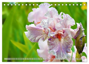 CALVENDO Wandkalender Blumenfeier (Tischkalender 2024 DIN A5 quer), CALVENDO Monatskalender