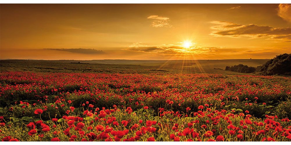 Bönninghoff Leinwandbild, Bilder vom Sonnenuntergang & -aufgang, Blumen, Blumenbilder, Blumenwiese, Landschaft, Landschaften, Natur, Sonnenaufgang, Sonnenaufgang & -untergang, Wiesen & Baumbilder, Wiesen & Bäume (1 St)