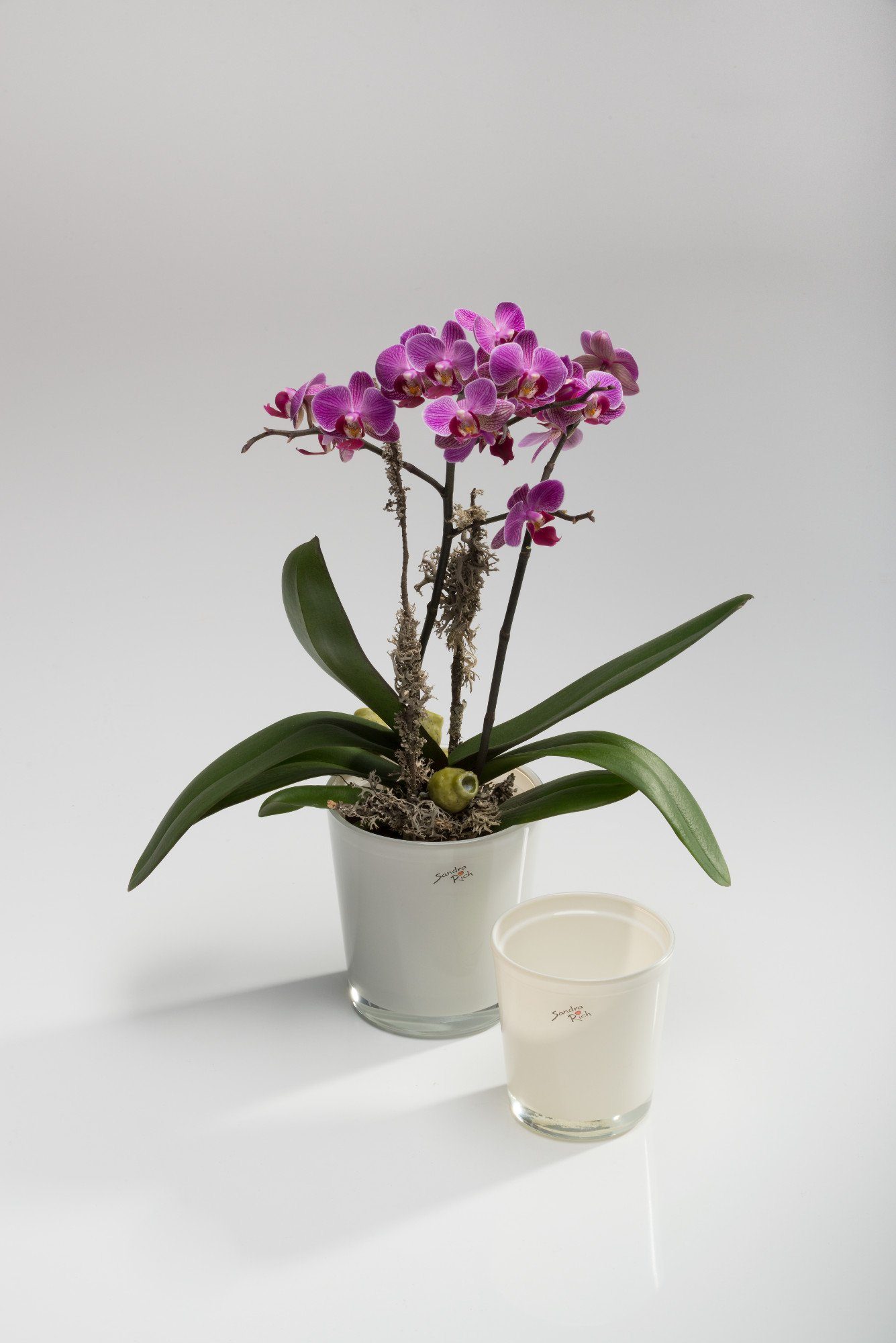 Sandra Rich konisch Rich Sandra von Orchideentopf Blumentopf Orchid