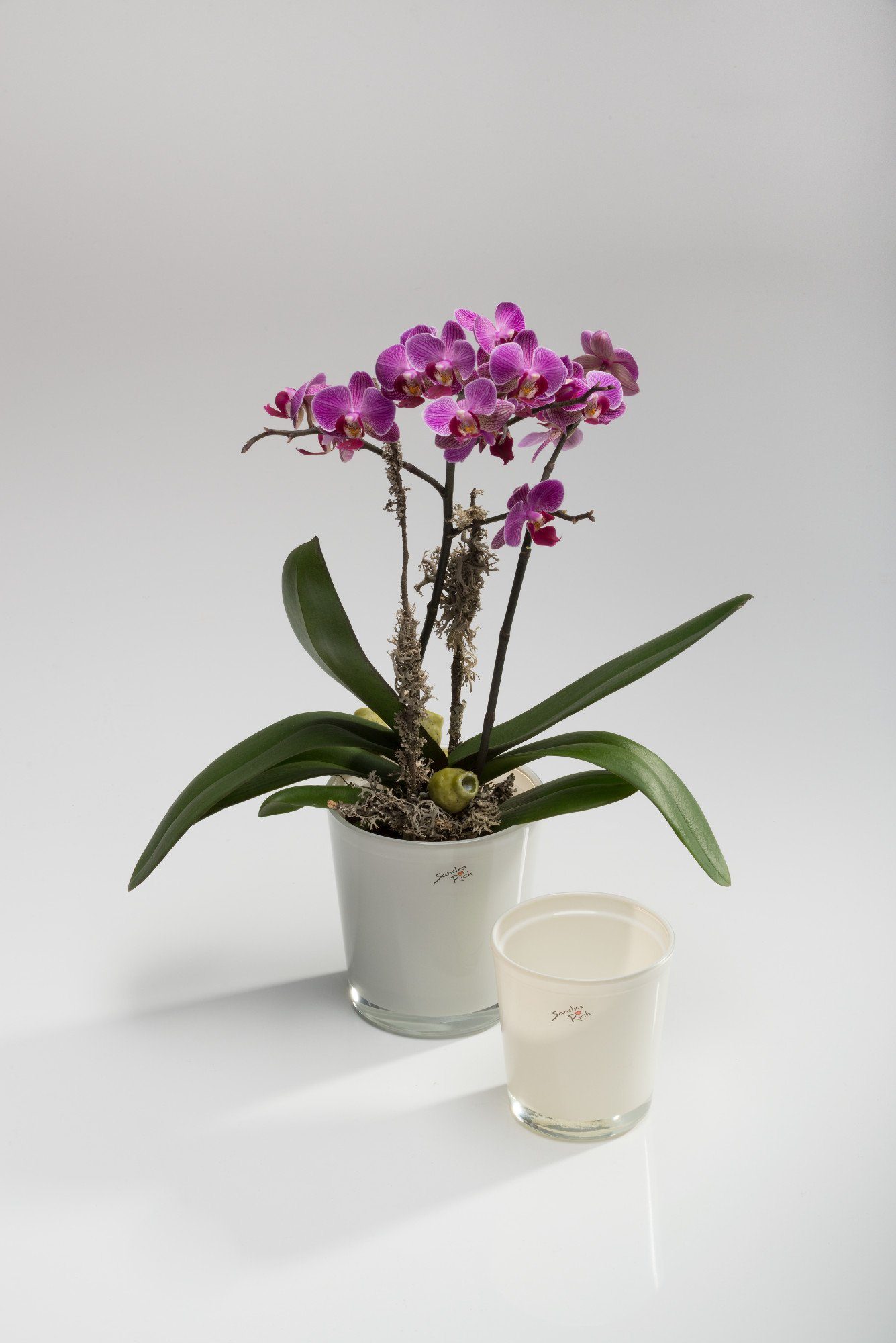 Sandra Rich Blumentopf Orchideentopf Orchid konisch günstig online kaufen