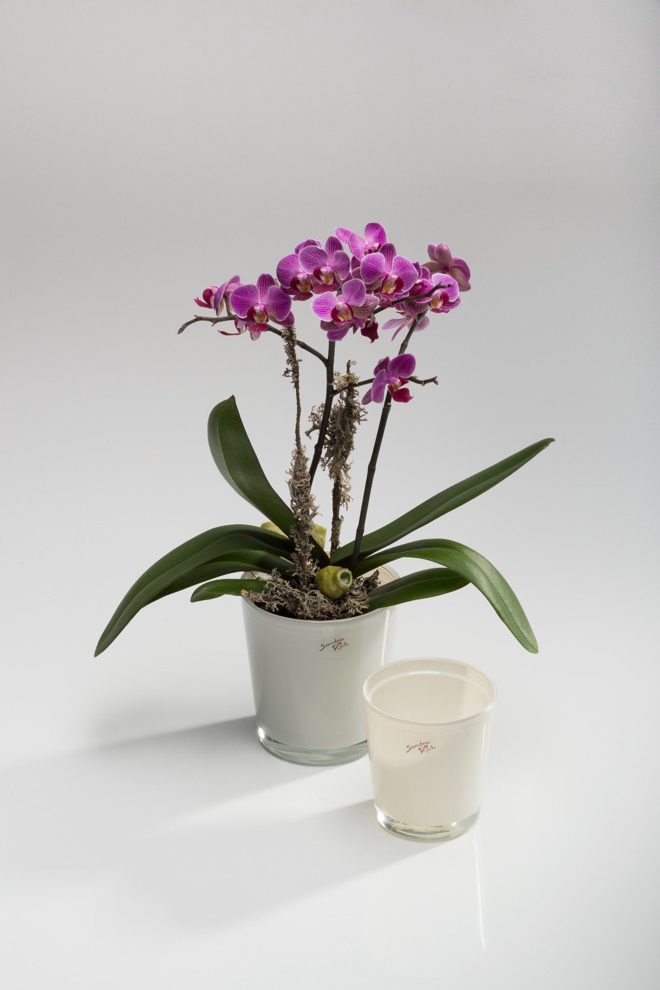 Sandra Rich konisch Orchideentopf Sandra Rich von Blumentopf Orchid