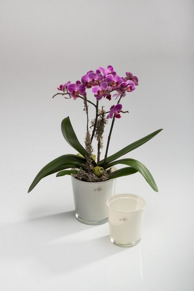 Thumbnail - Sandra Rich Blumentopf Orchideentopf Orchid konisch von Sandra Rich