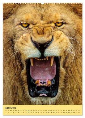 CALVENDO Wandkalender Big Cats2 (Premium-Calendar 2023 DIN A2 Portrait)