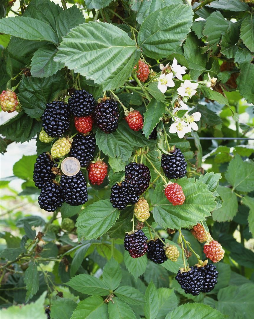 Pflanzen für Dich Obstpflanze Rubus frut. Navaho, 1 St., Brombeere, Gartenbrombeere, dornenlos, aufrechtwachsend