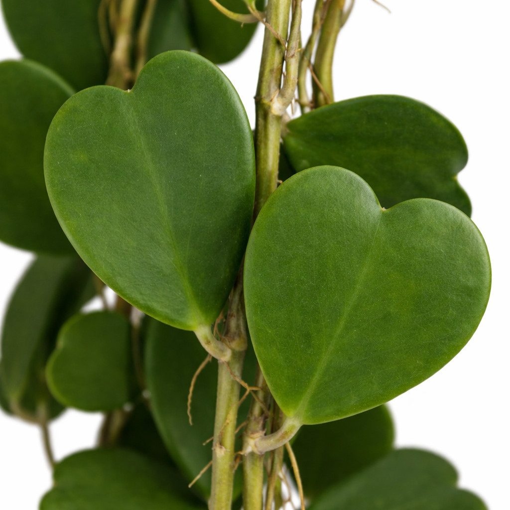 Exotenherz Zimmerpflanze Hoya kerii Herzblatt-Pflanze Solitär Mutterpflanze 19cm Topf
