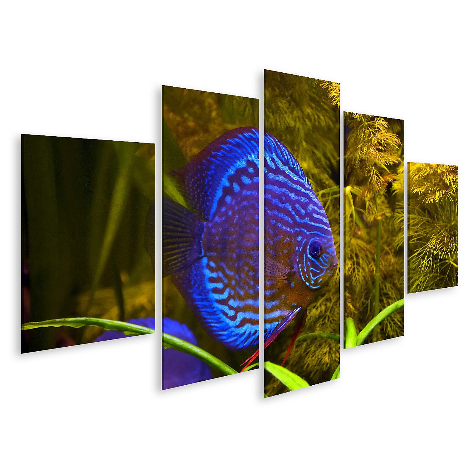 Leinwandbild Türkisblaue Diskusfische Aquarium Hintergrund Bilder