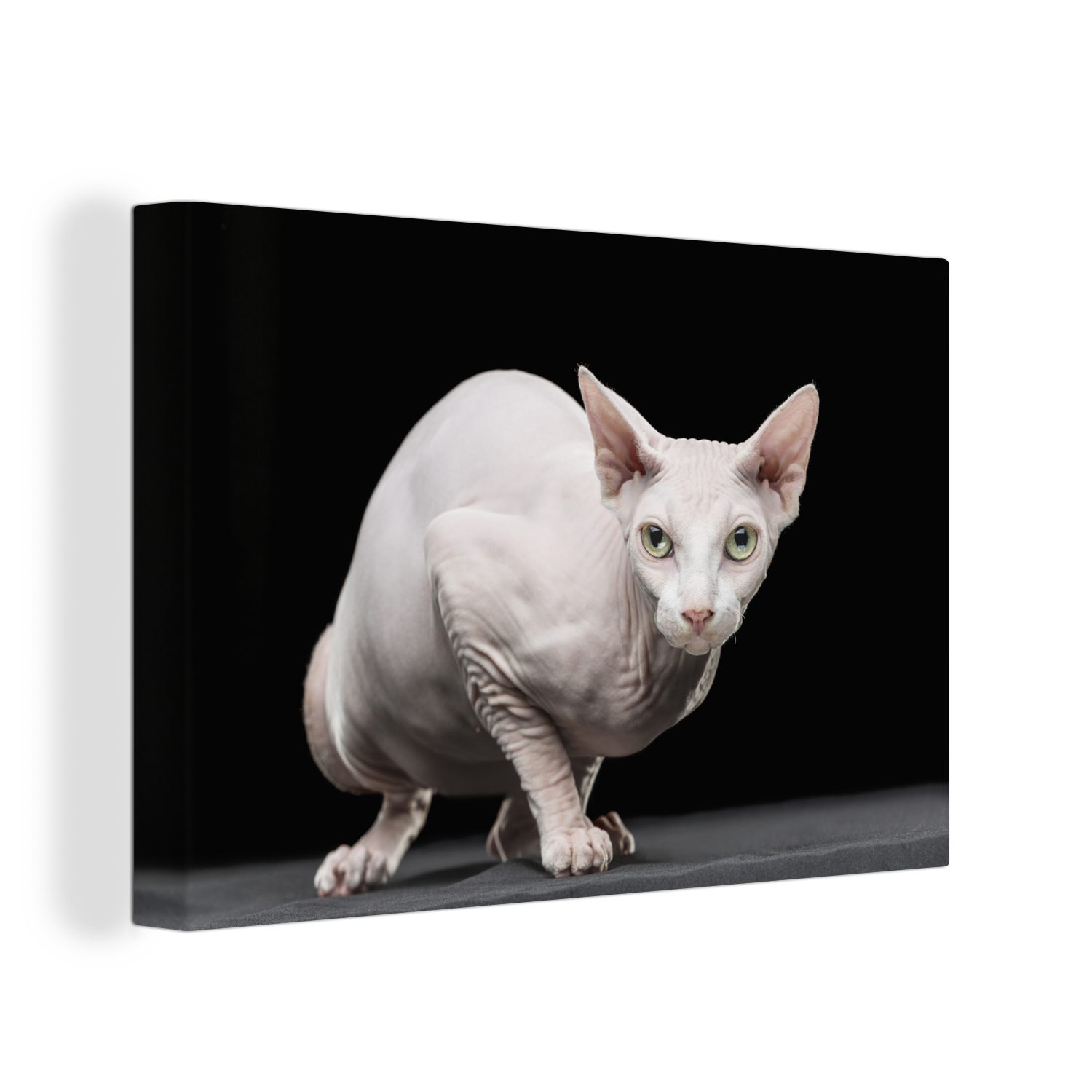 OneMillionCanvasses® Leinwandbild Weiße Sphynx auf schwarzem Hintergrund, (1 St), Wandbild Leinwandbilder, Aufhängefertig, Wanddeko, 30x20 cm | Leinwandbilder