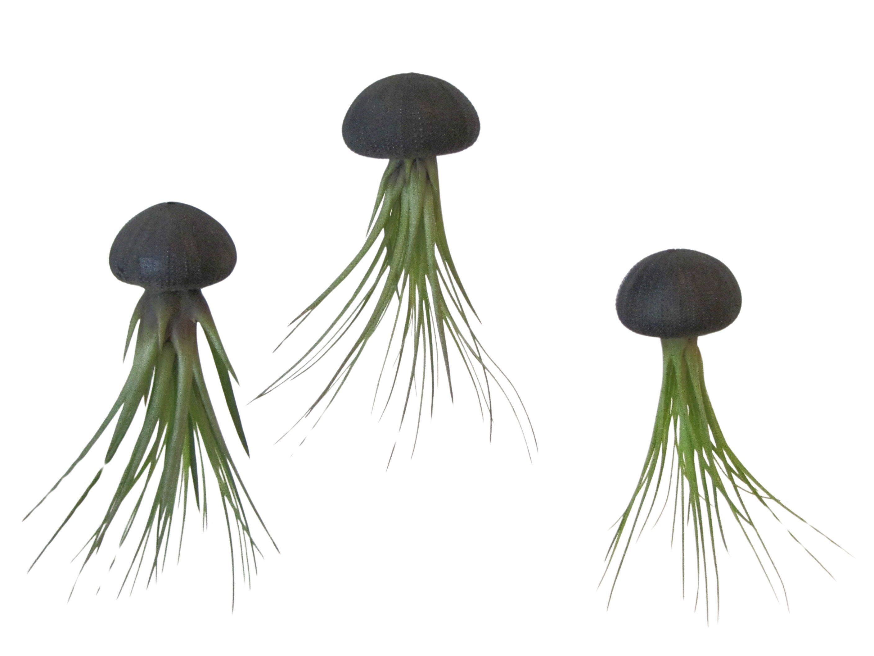 Hängedekoration 3er Set Seeigelgehäuse Urchin schwarz mit Tillandsie Melanocrator