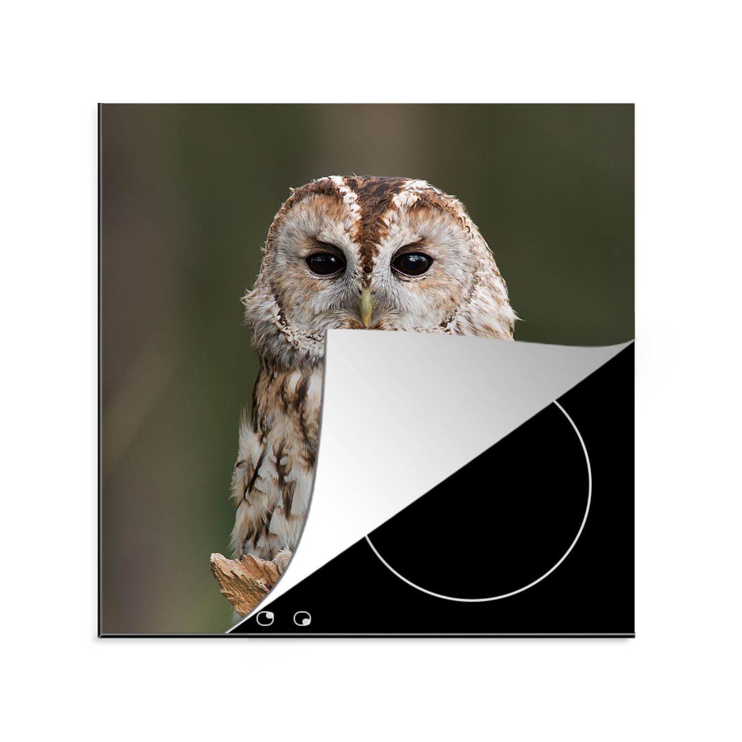 MuchoWow Herdblende-/Abdeckplatte Eule - Zweig Vogel, - Ceranfeldabdeckung, küche für Vinyl, (1 78x78 tlg), Arbeitsplatte cm
